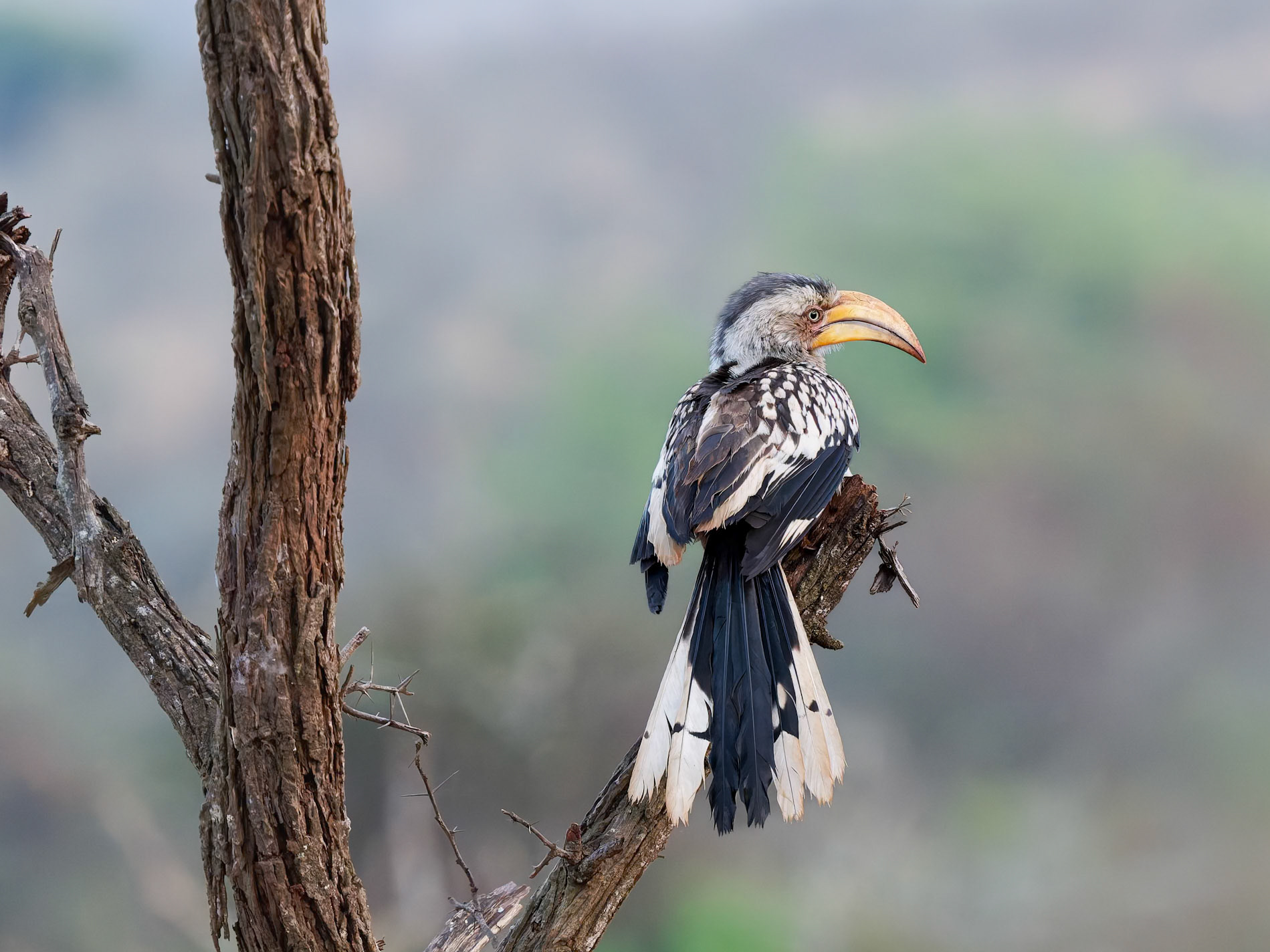 Yellow-billed Hornbill