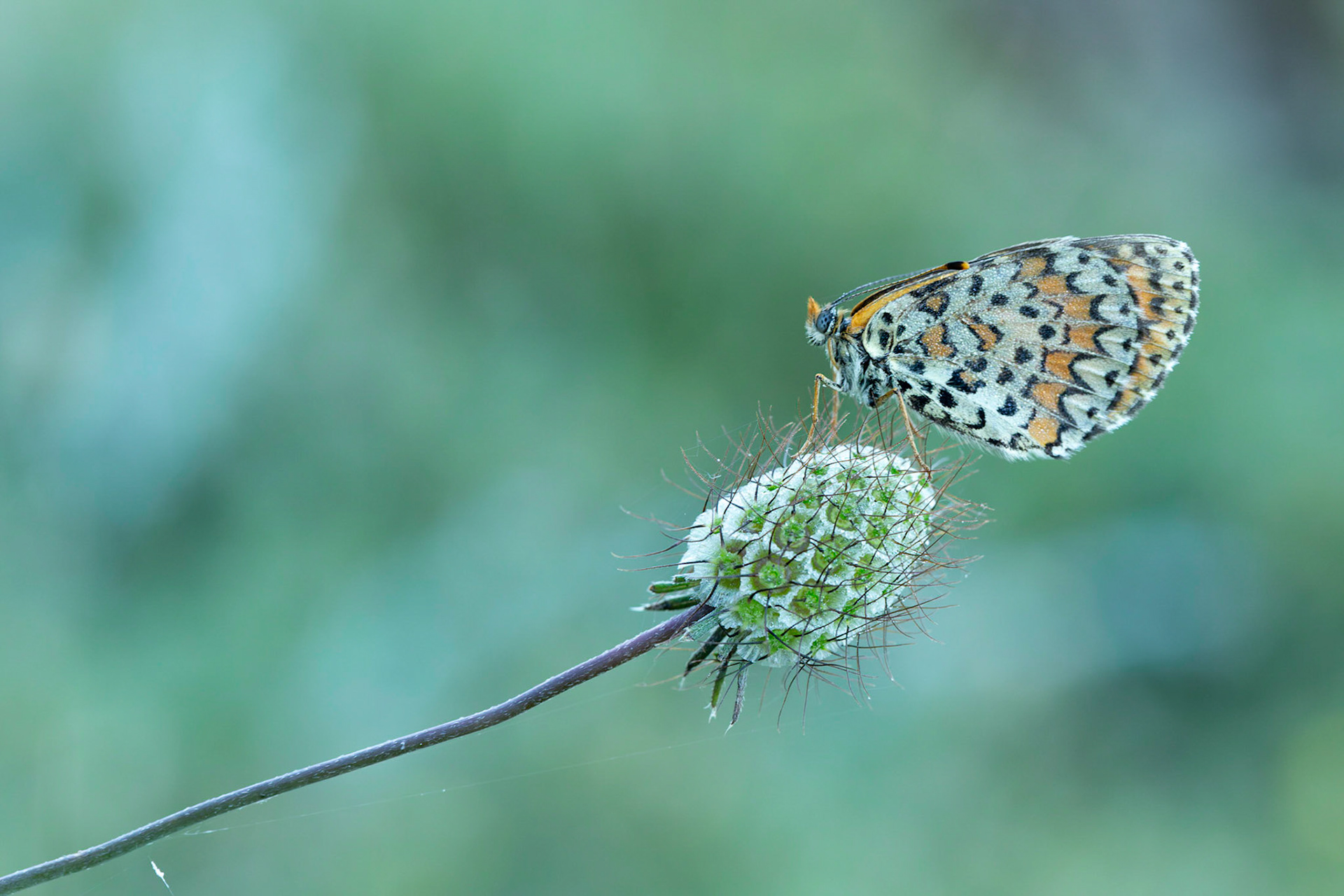 Spotted Fritillary