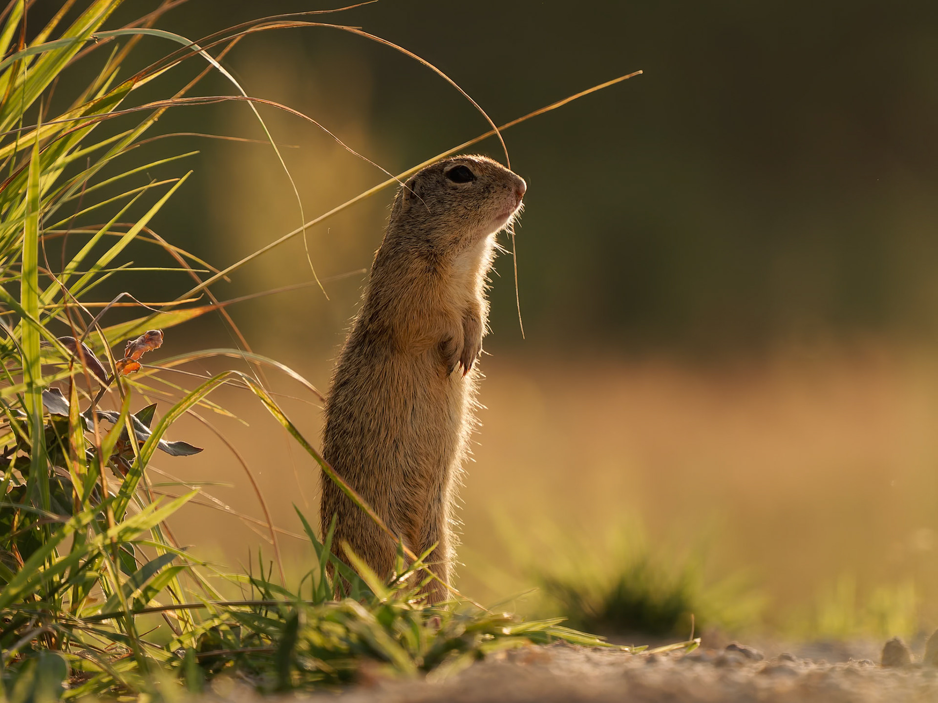 Ground Squirrel