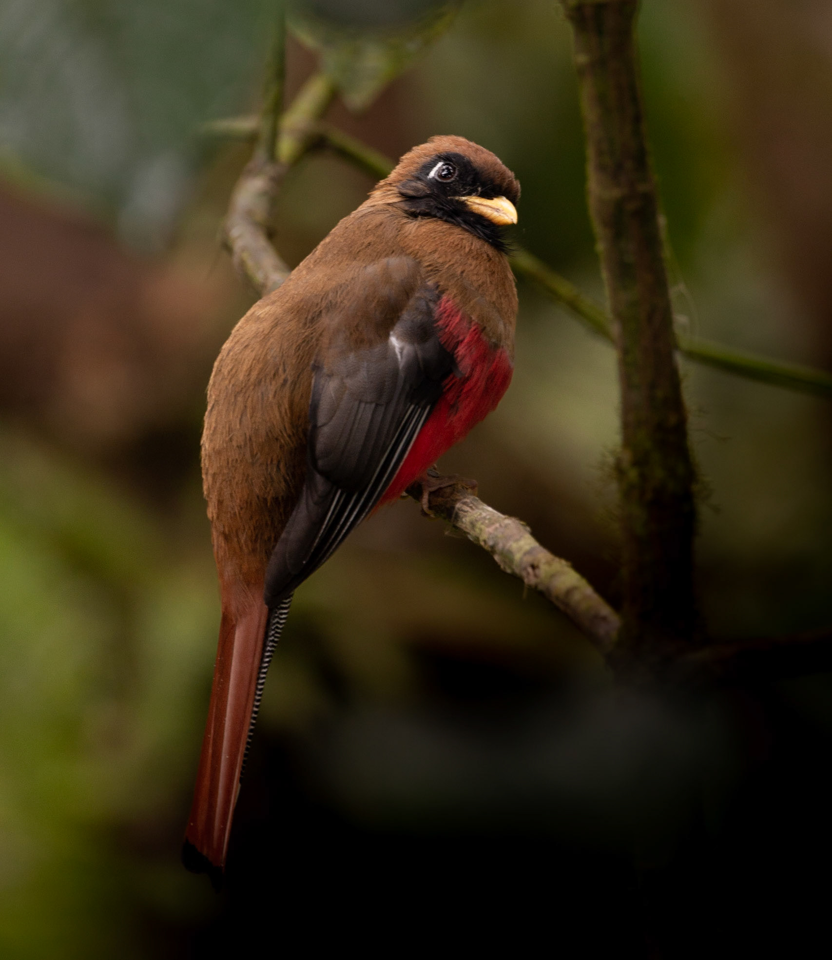 Female Masked Trogon