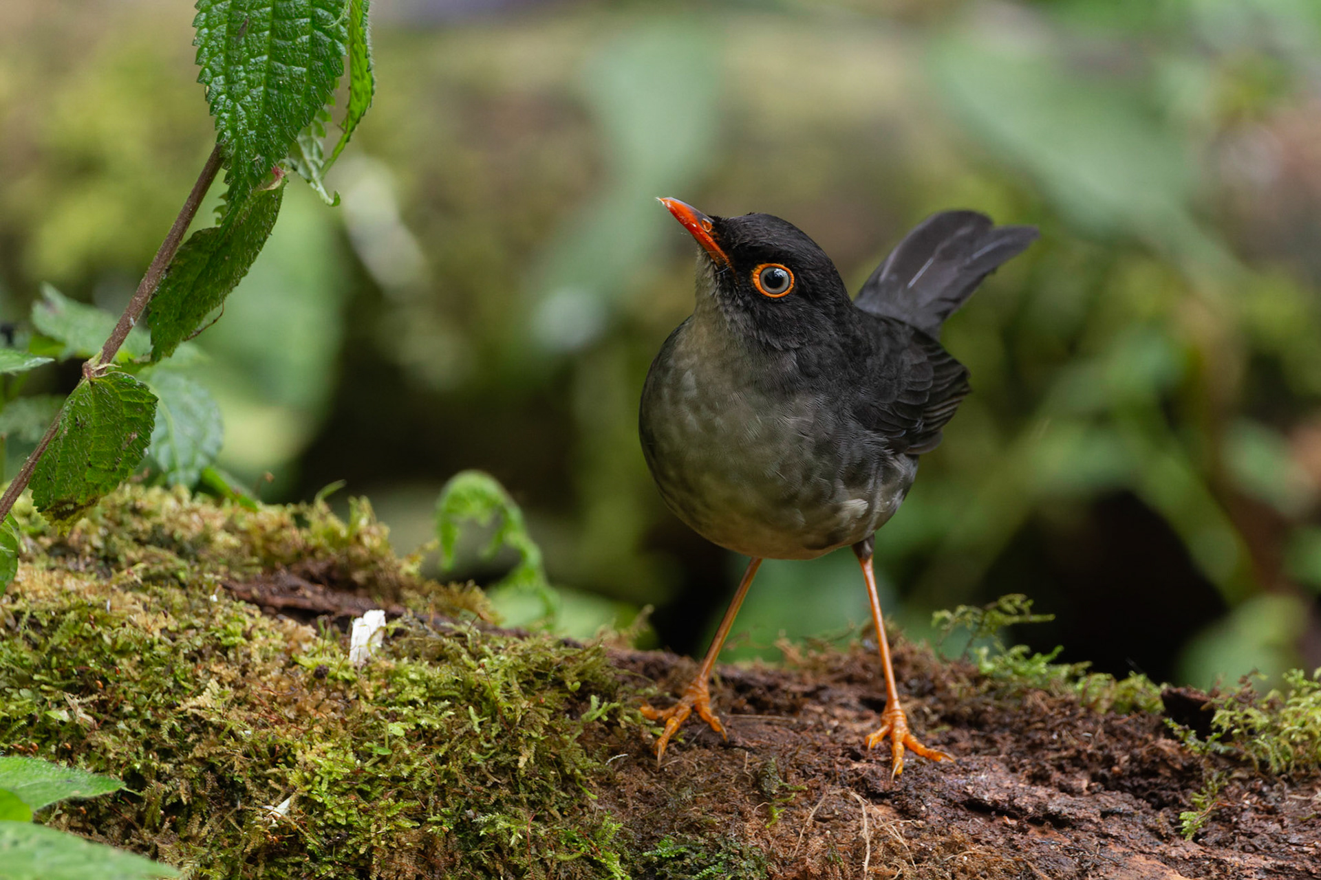 Antpitta