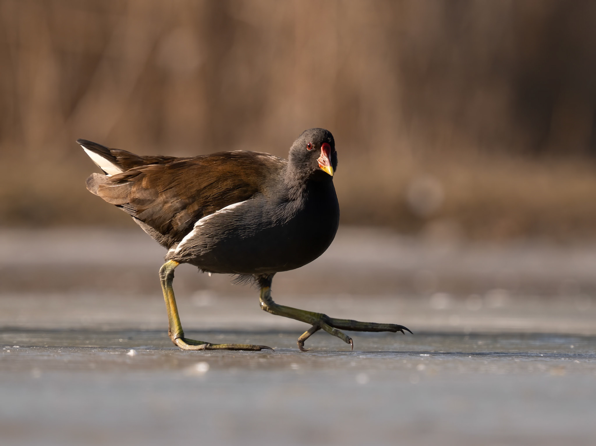 Common Moorhen