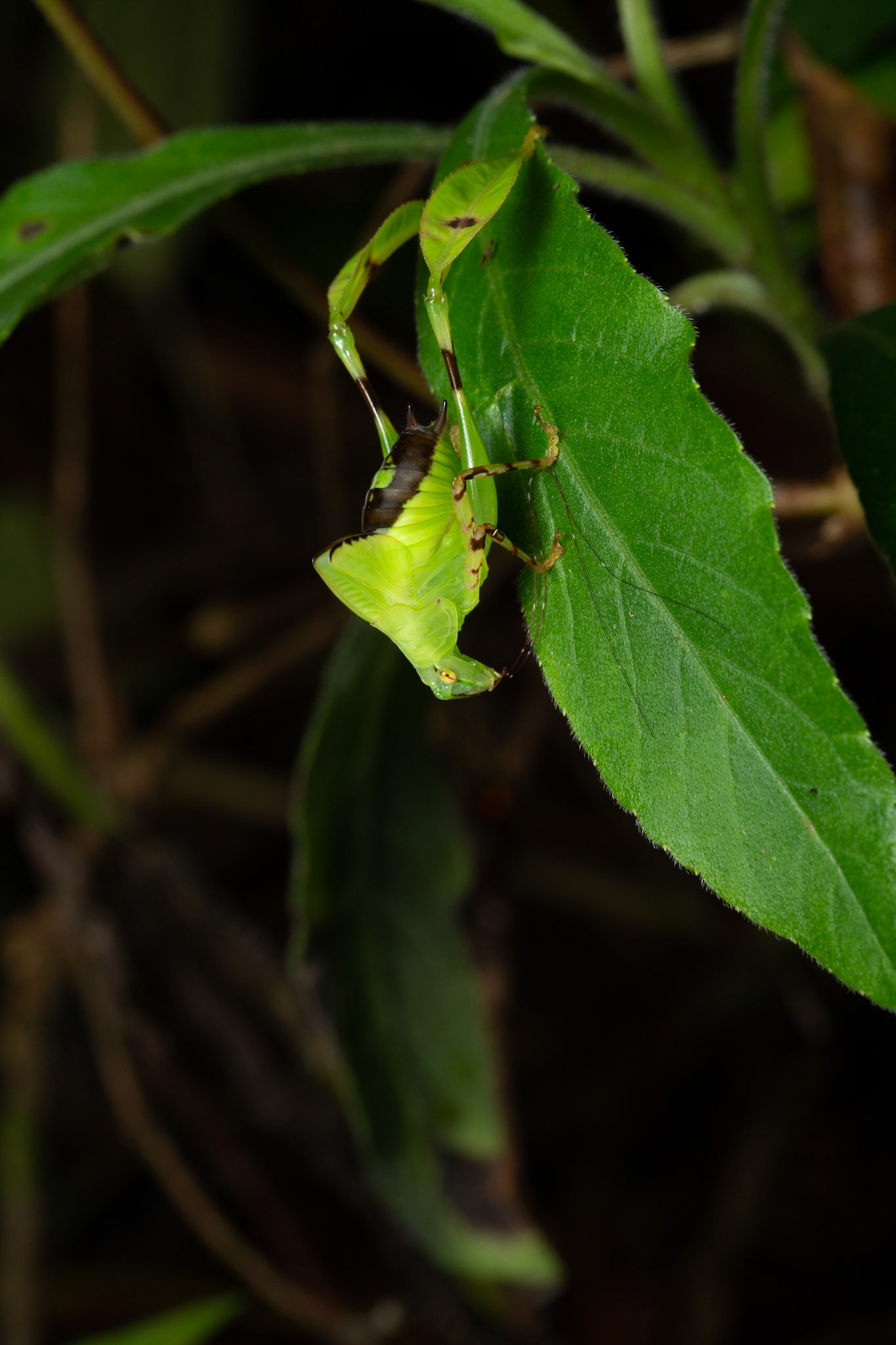 Juvenile Leaf Legged Katydid