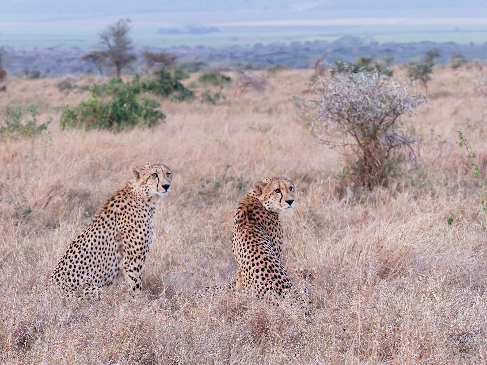 Two Cheetahs