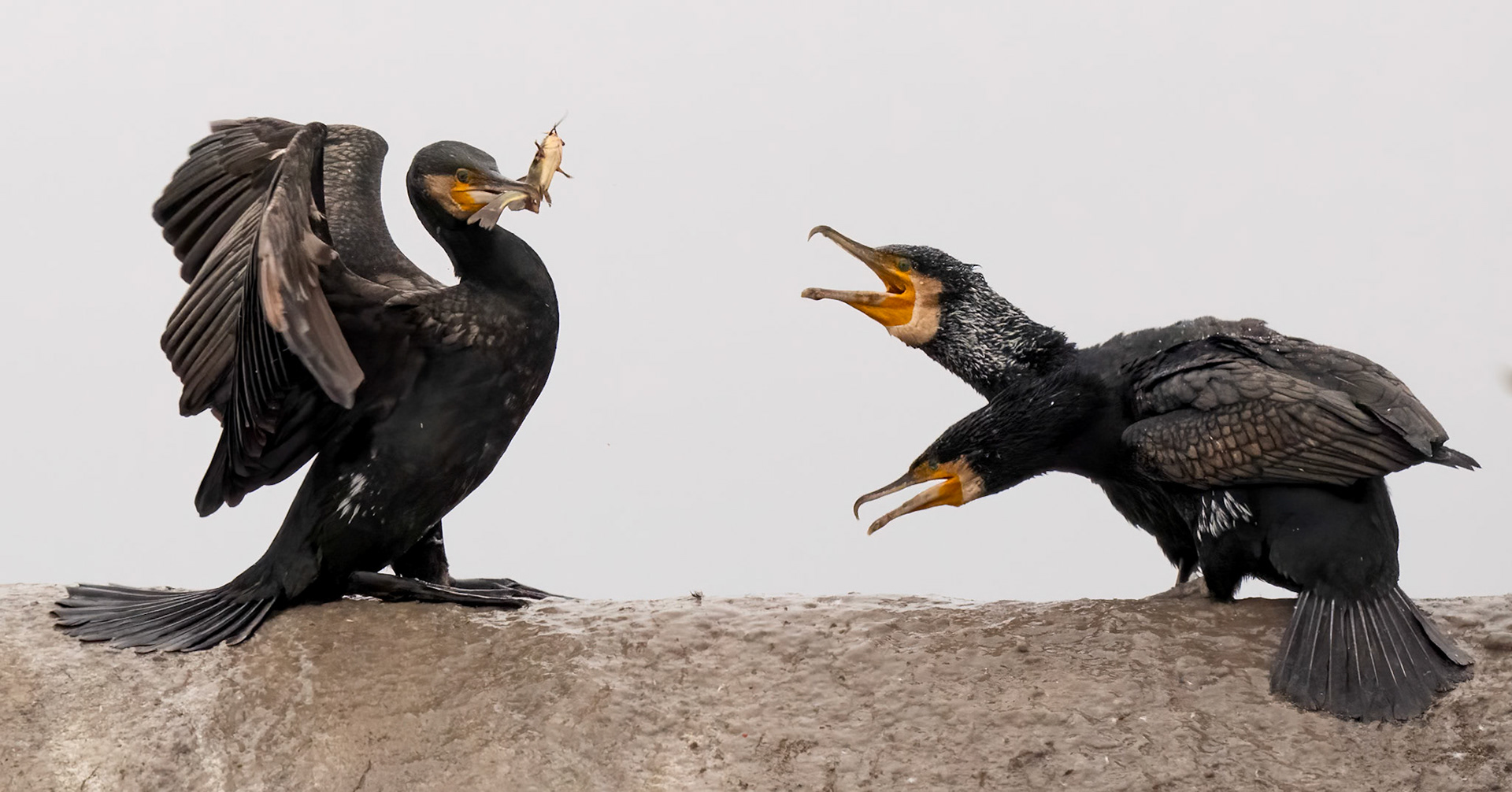 Cormorants
