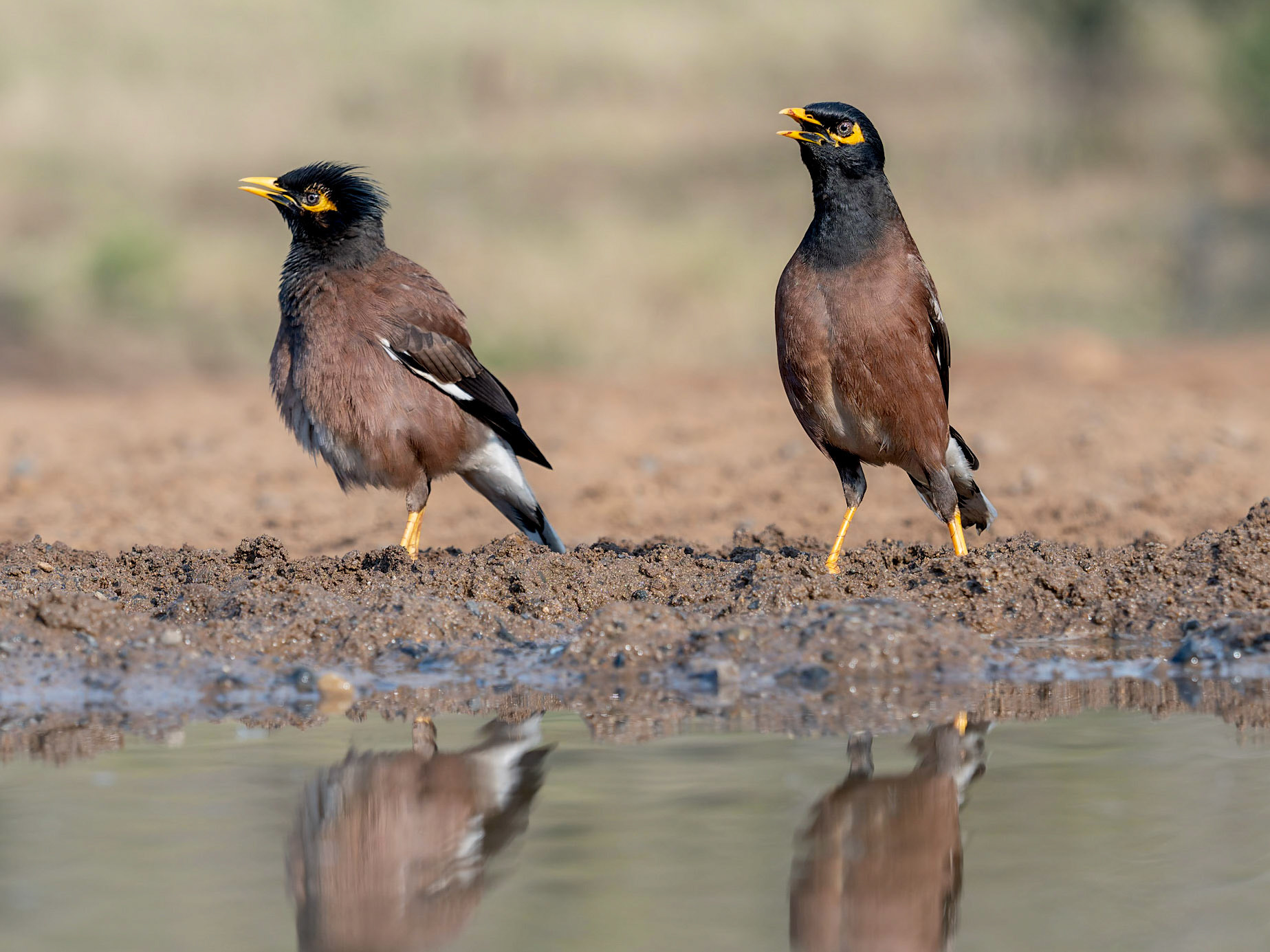 Common Myna