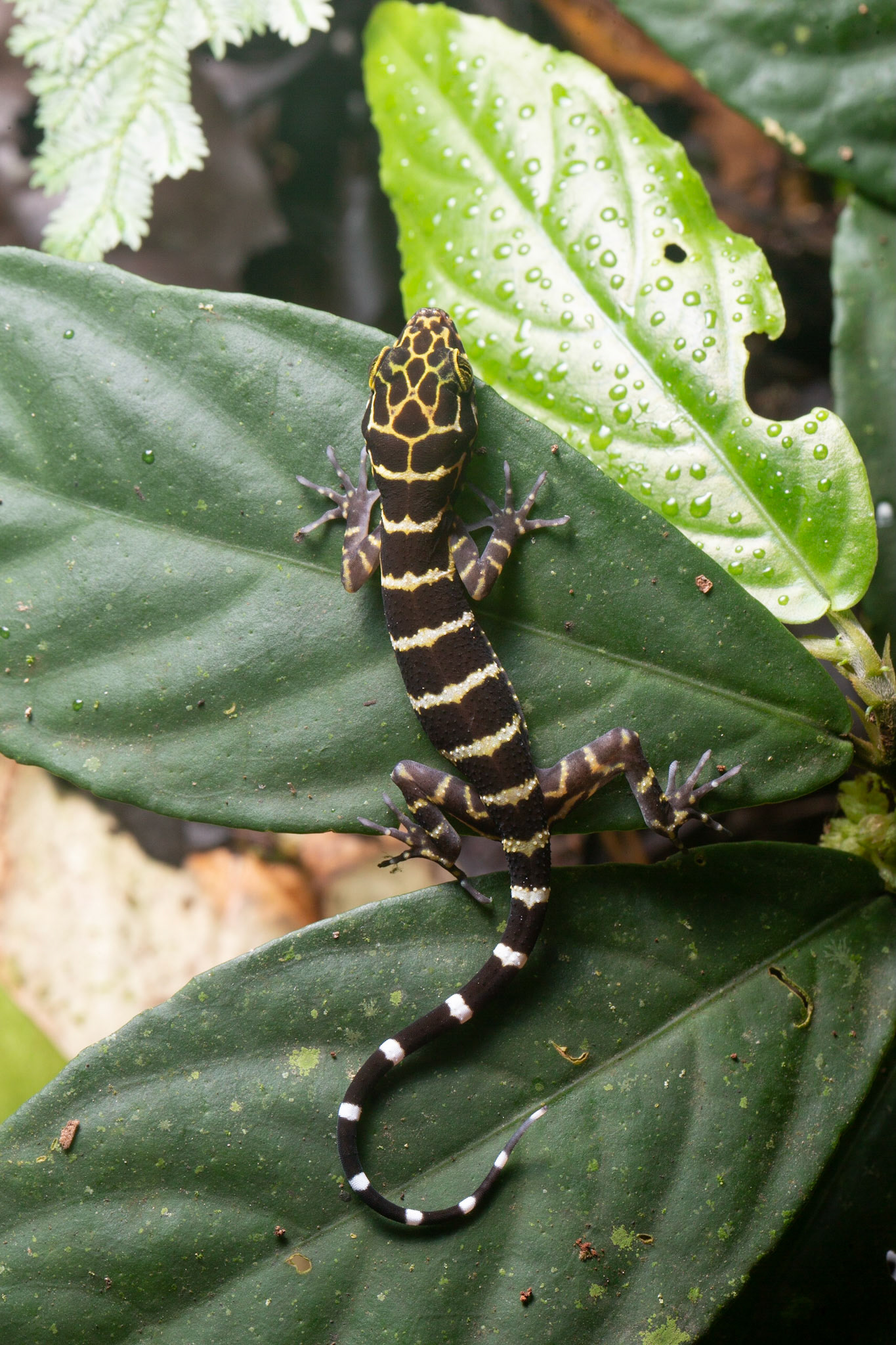 Banded Forest Gecko ?