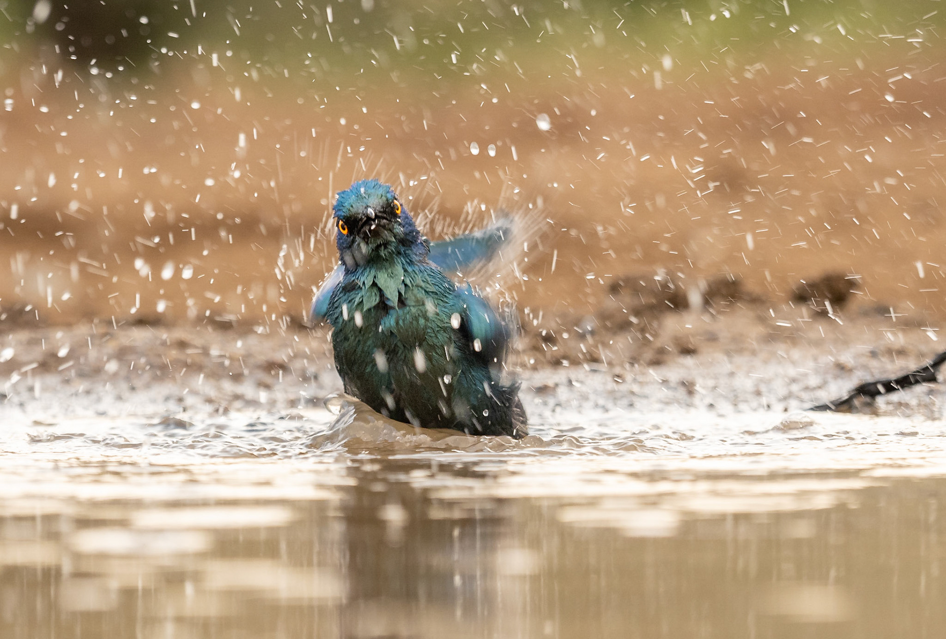 Glossy Starling bathing
