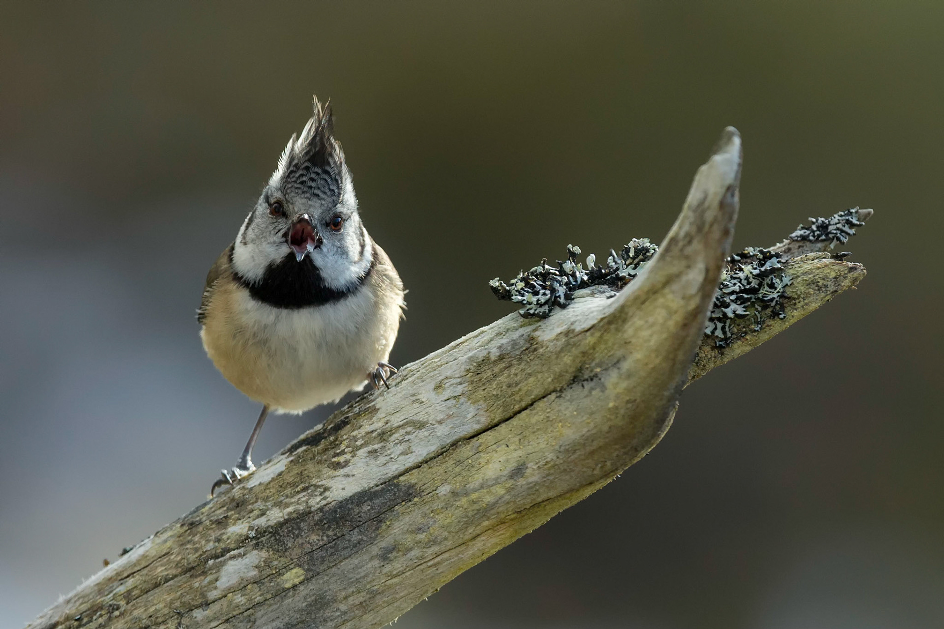 Crested Tit