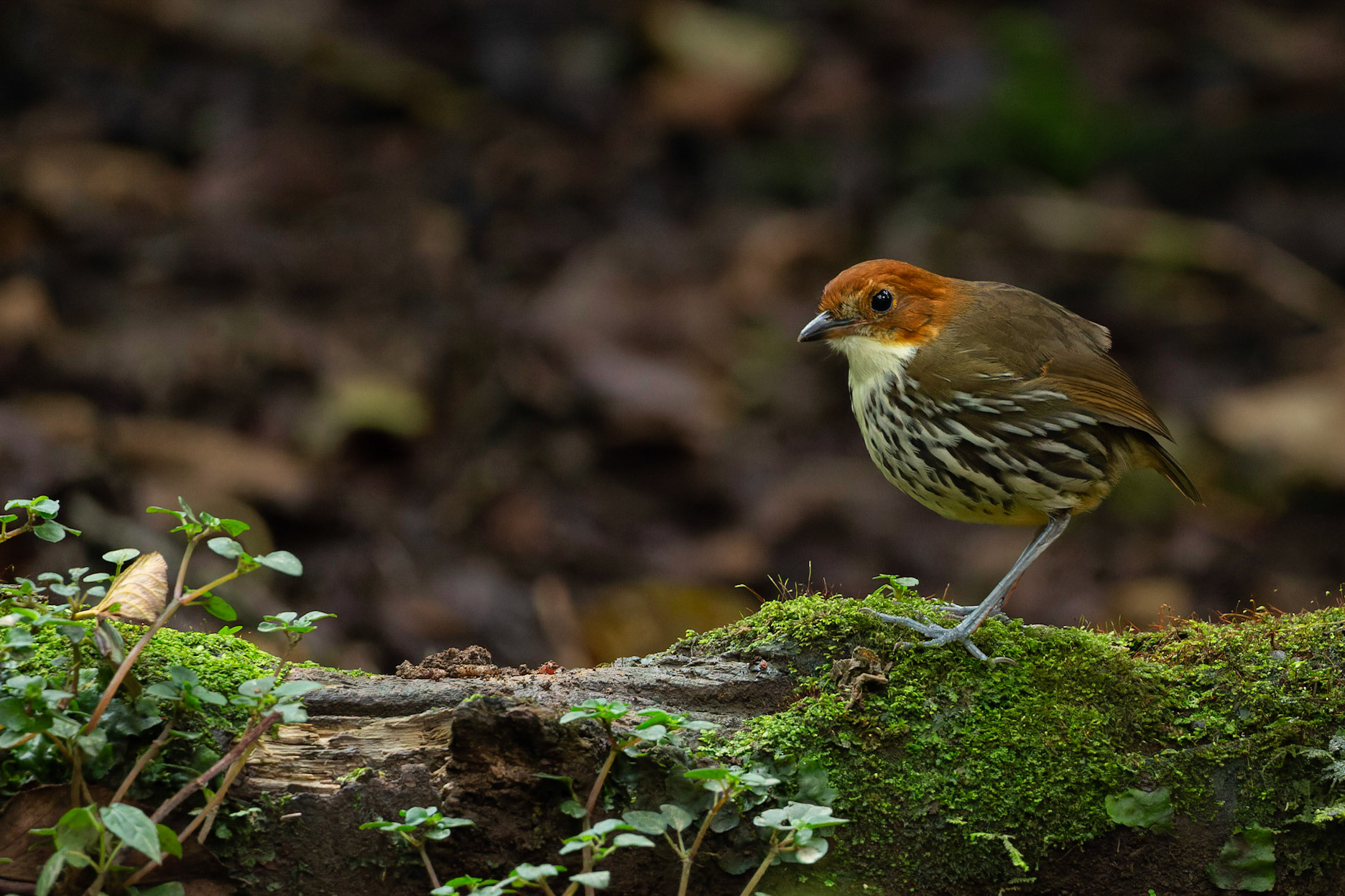 Chestnut Antpitta