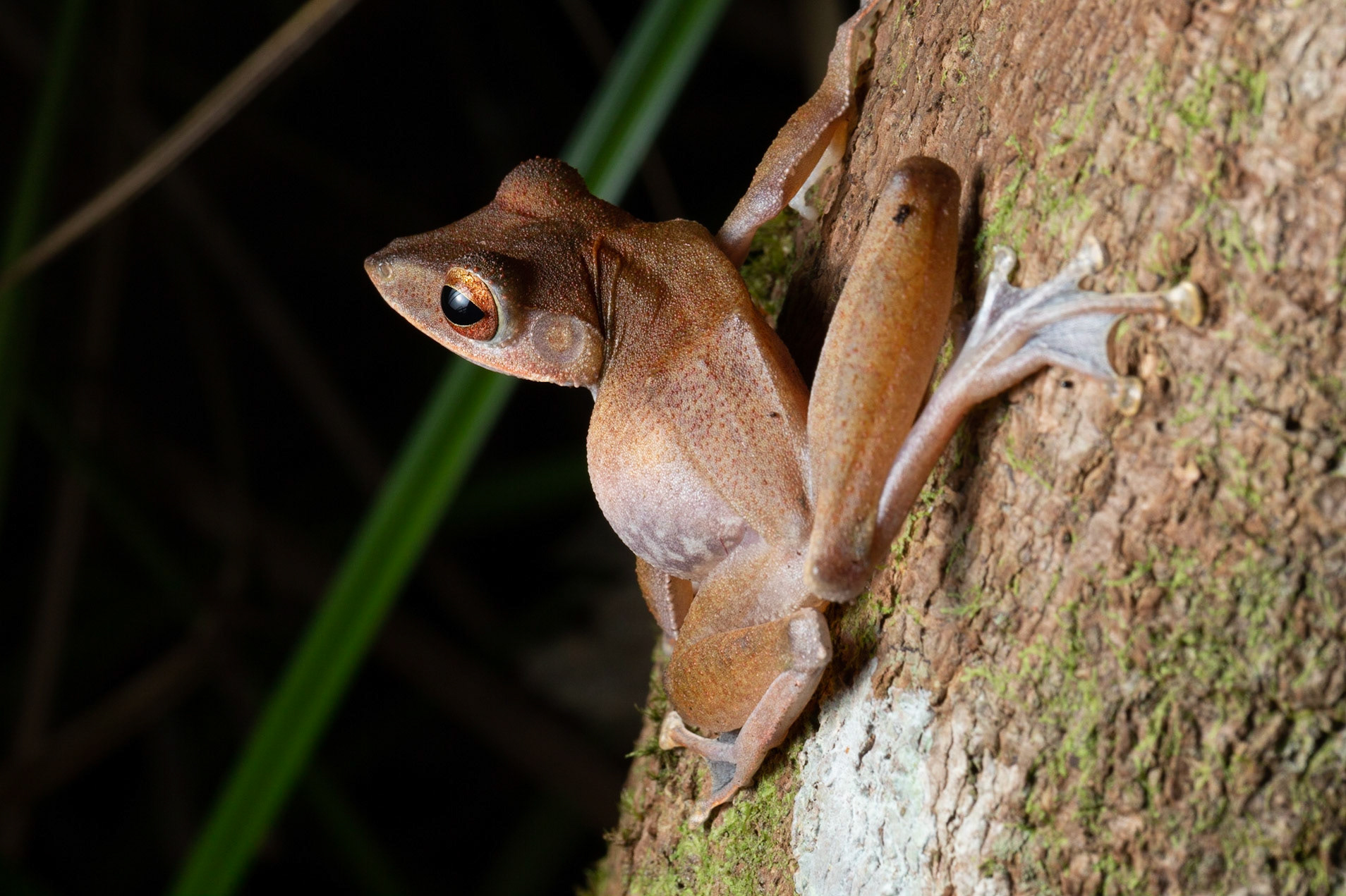 Collett's Tree Frog (Polypedates Colletti)