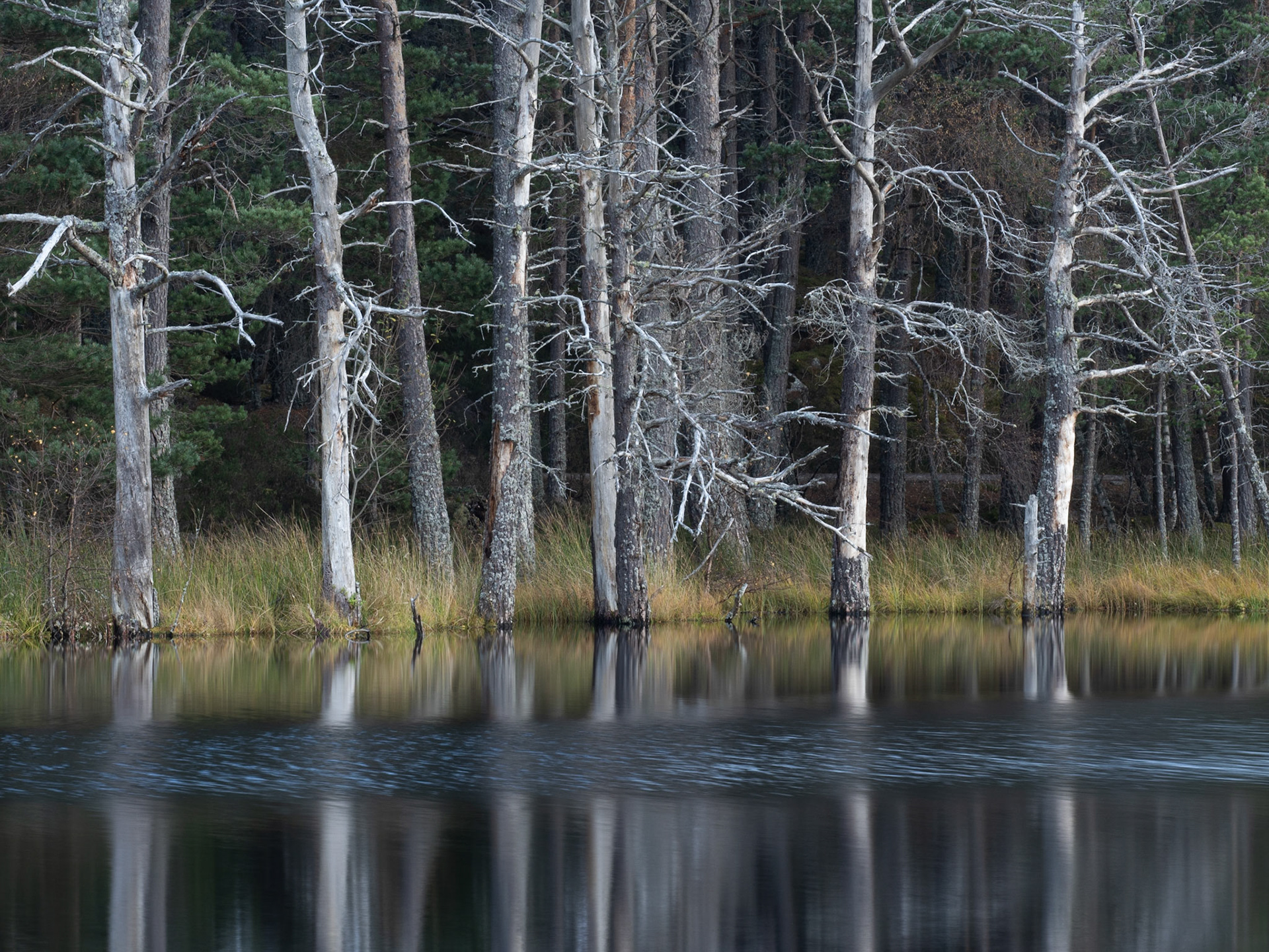 Trees at Uath Lochan
