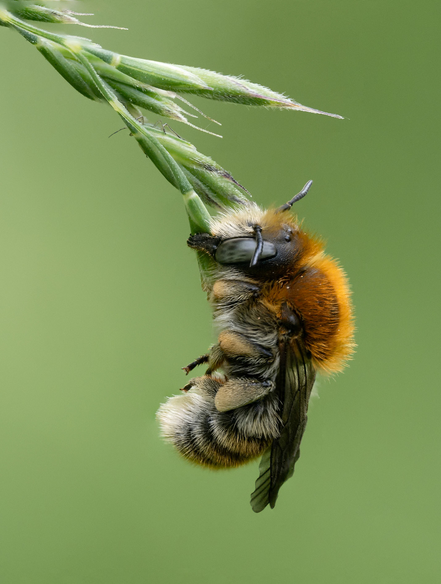 Sleeping bee using mandibles to hold on to grass