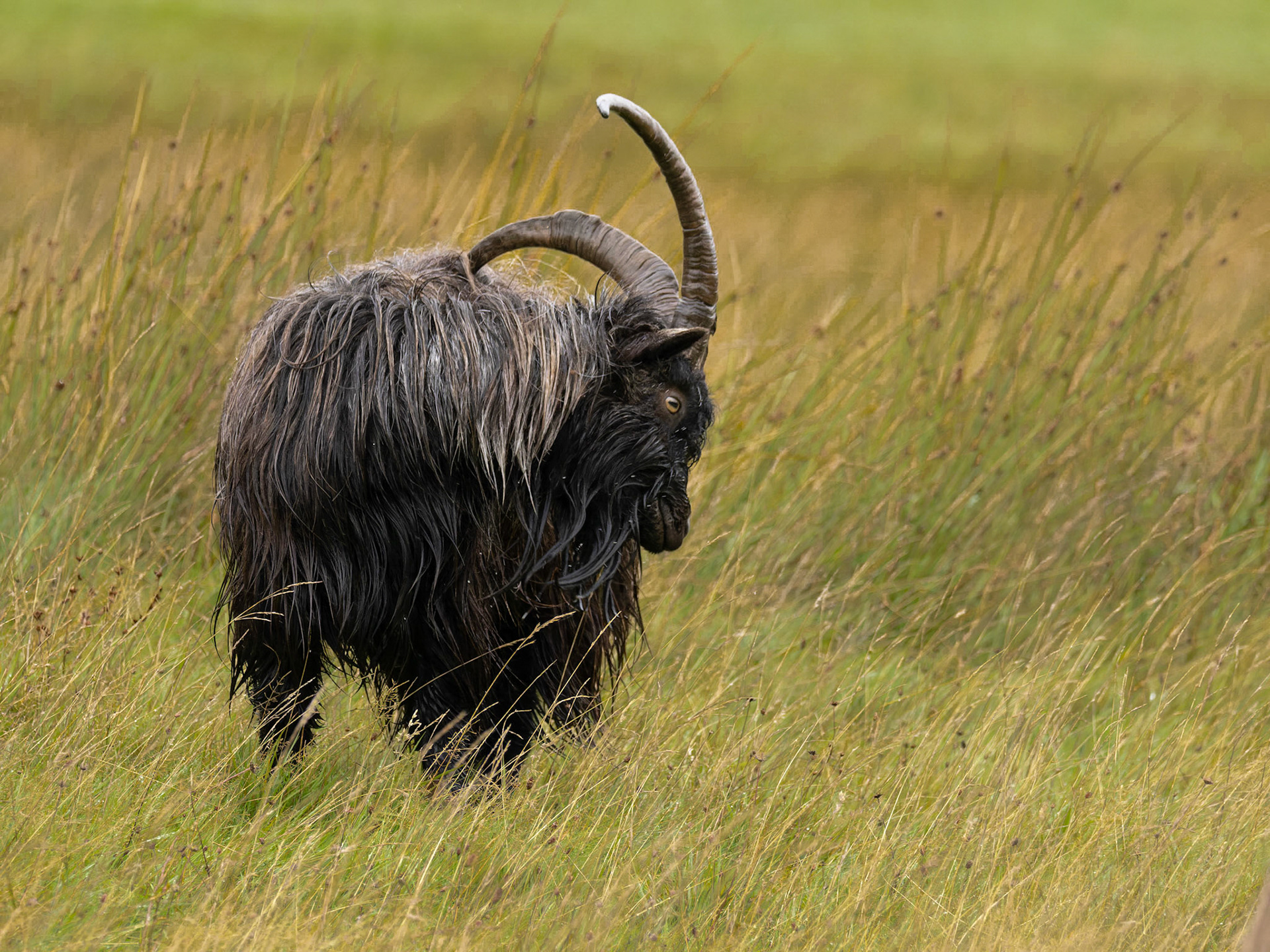 Wild (feral)Goat scratching (Capra hircus)