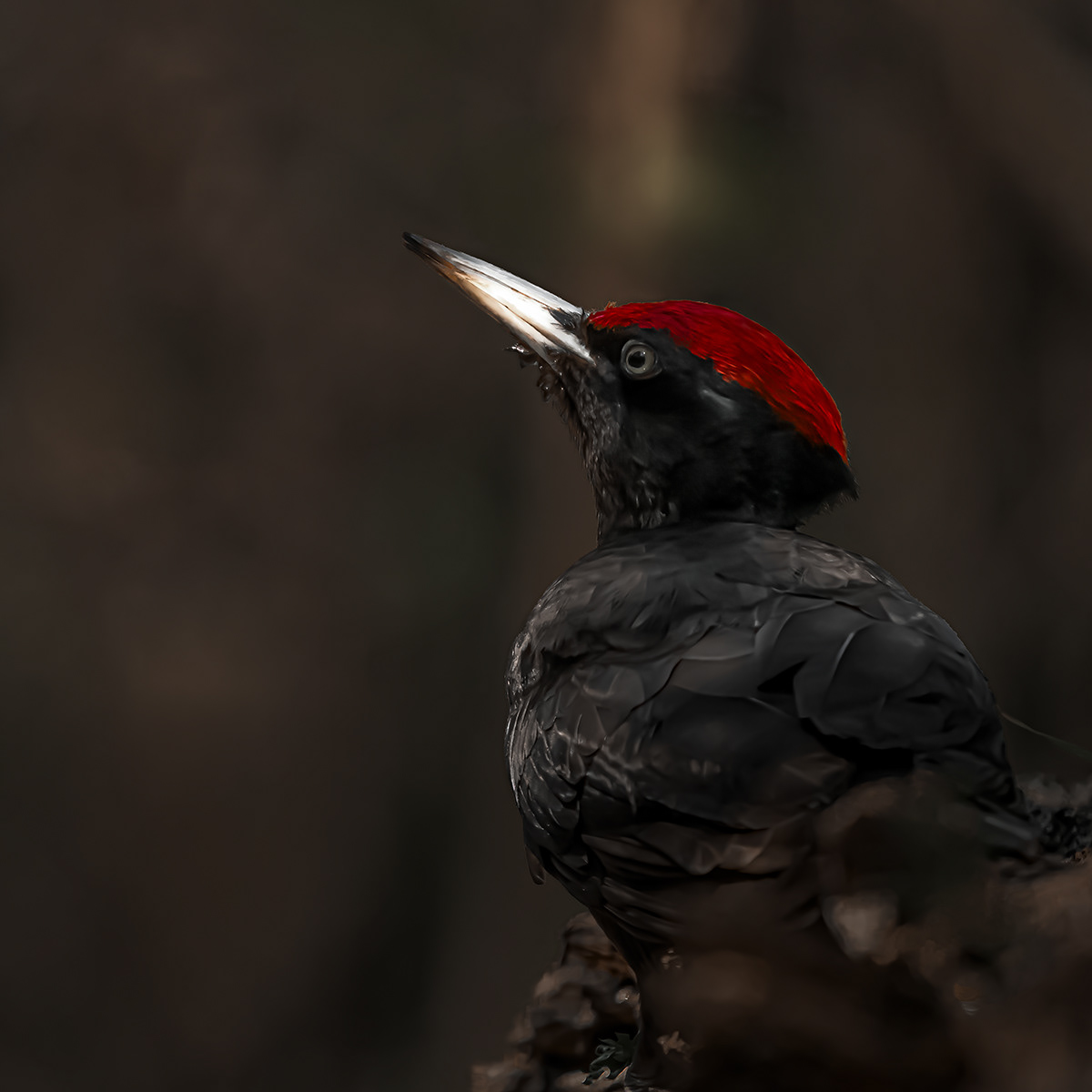 Black Woodpecker
