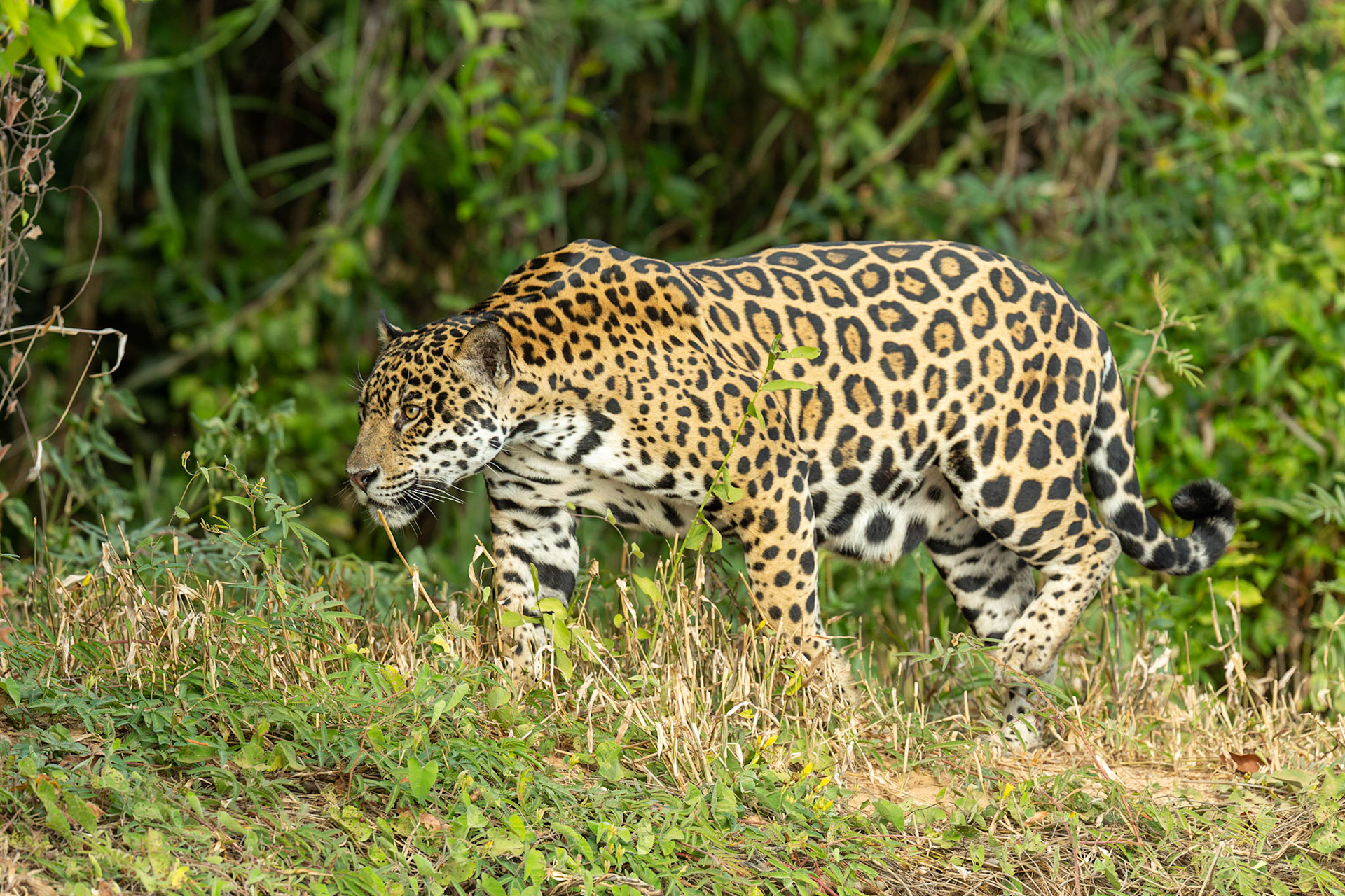 Jaguar (Panthera onca)