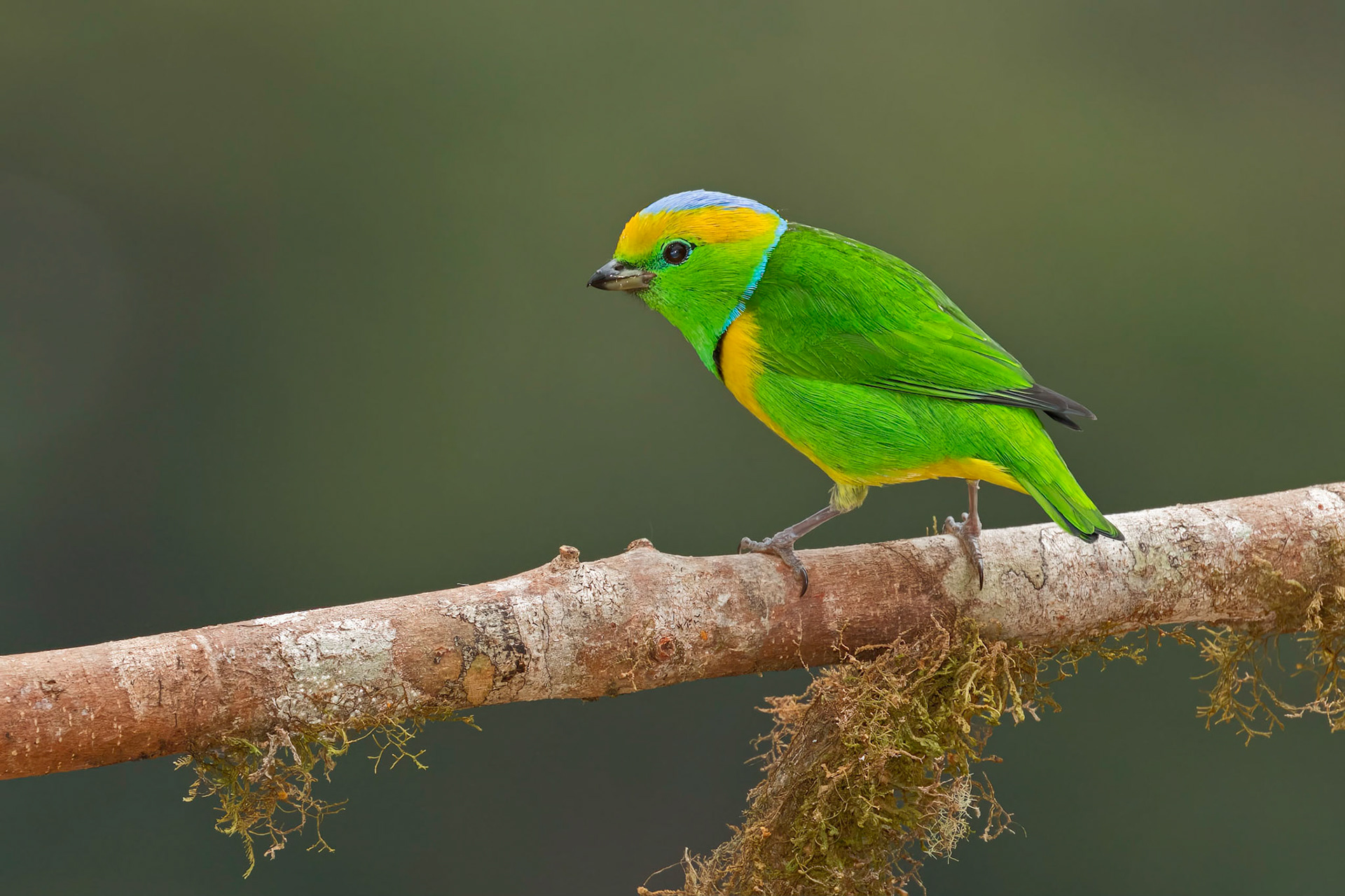 Male Golden-browed Chlorophonia