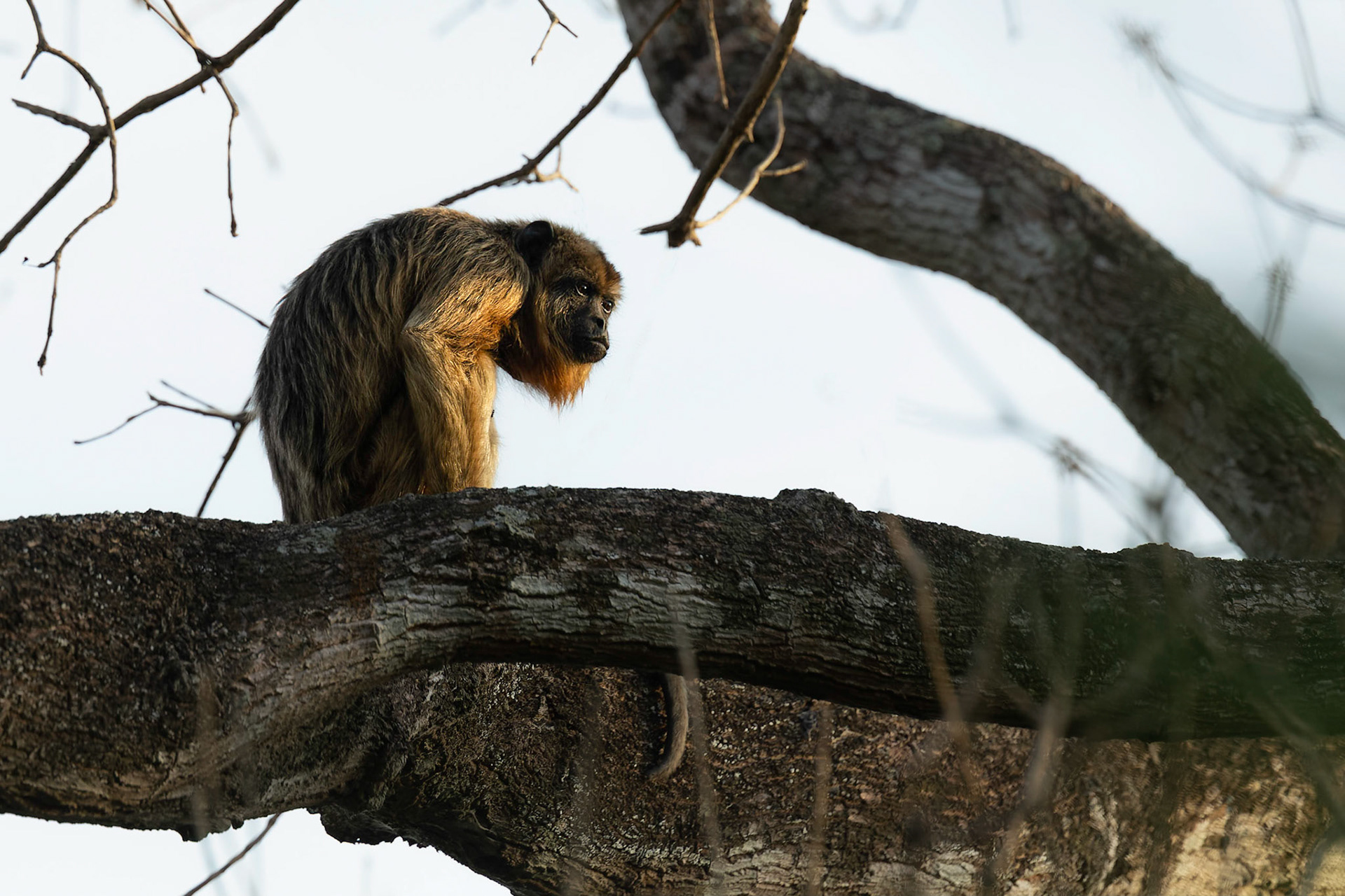 Howler monkey