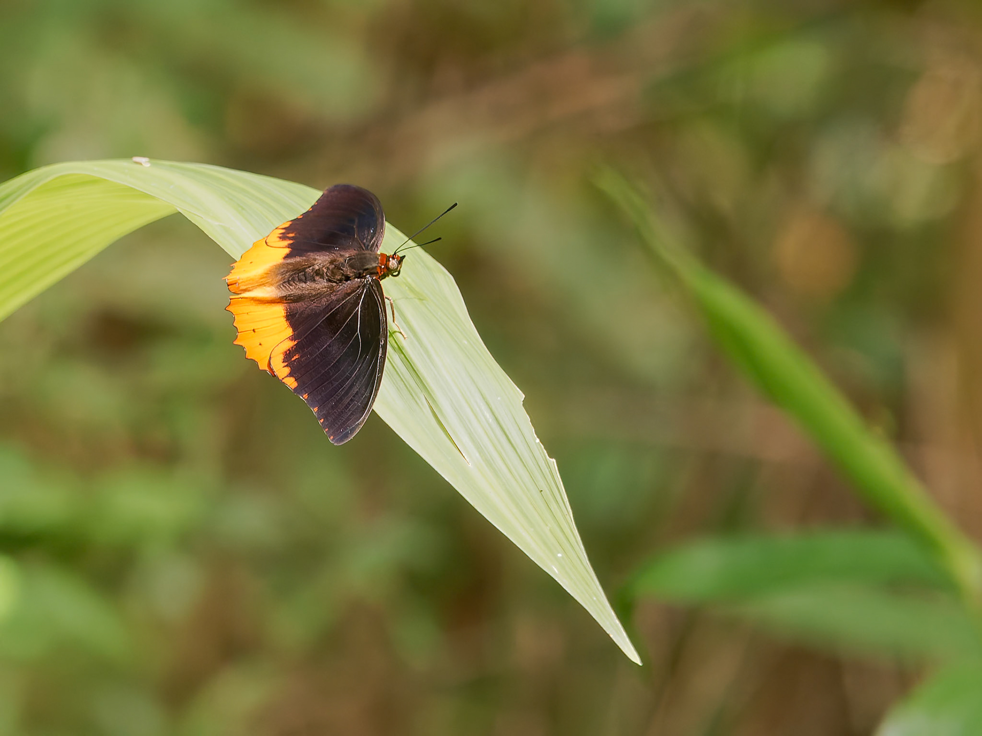 Small frame bordered Charaxes, Charaxes anticlea, Nymphalidae family