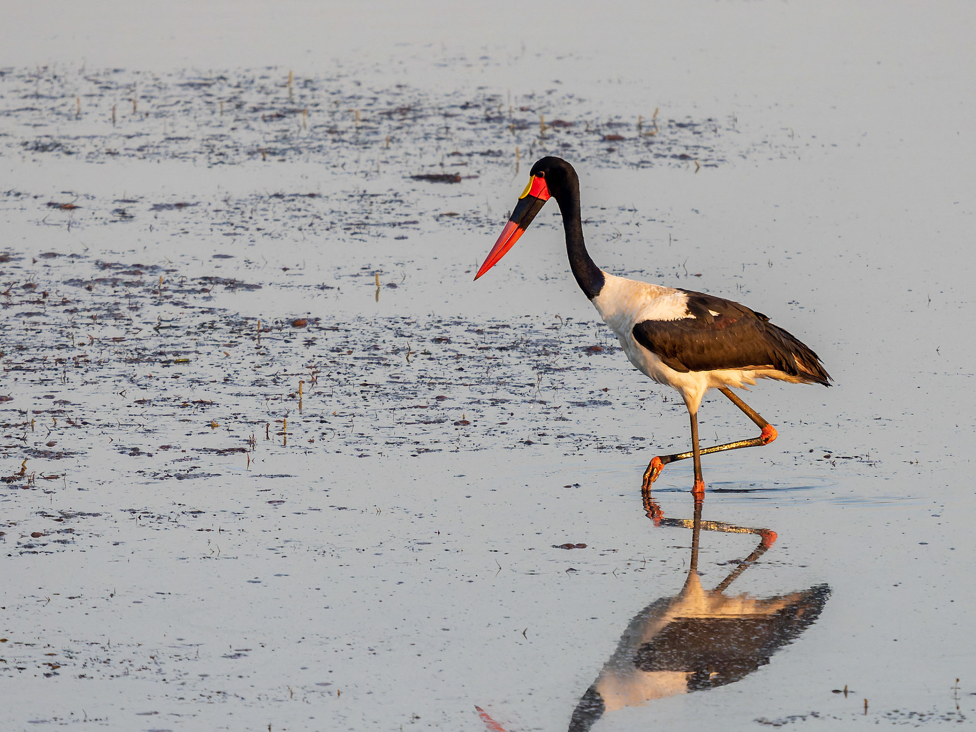 Saddle-billed Stork
