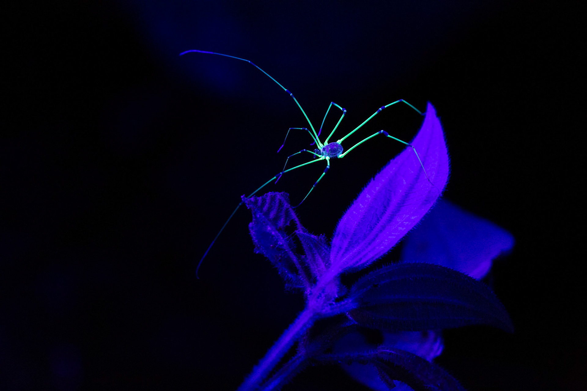 Harvestman spider under ultra violet light
