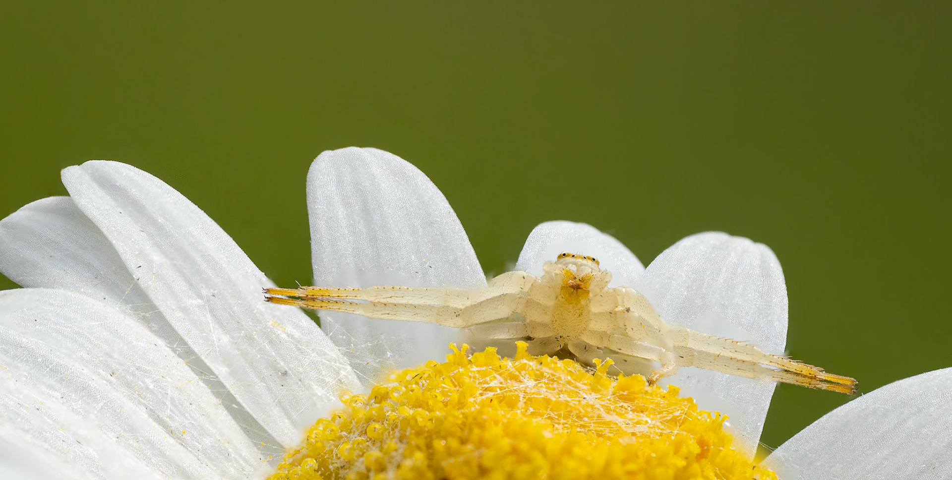 Golden Rod Crab Spider on Oxeye Daisy