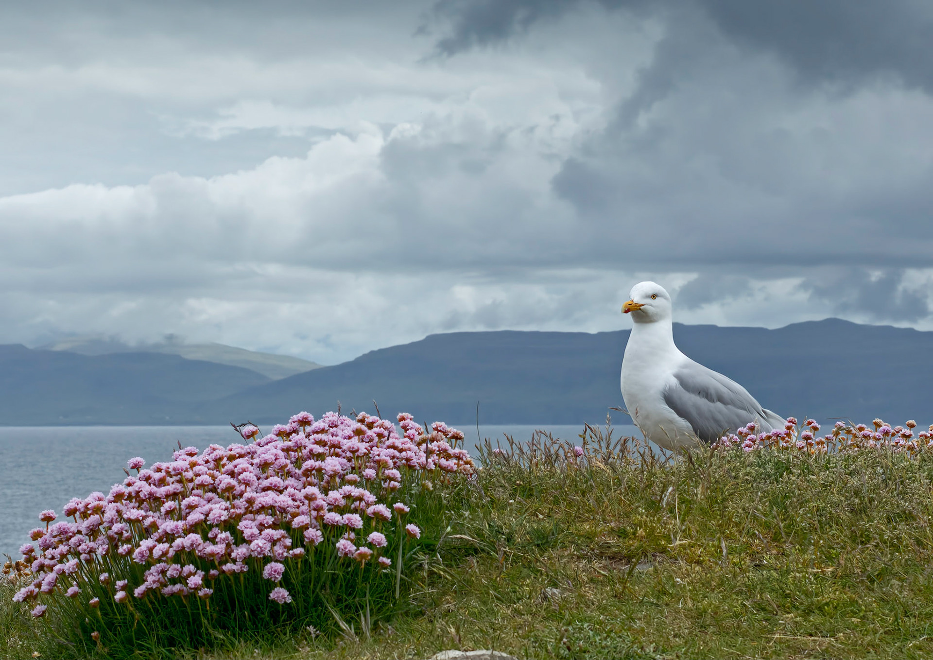 Herring Gull on Staffa