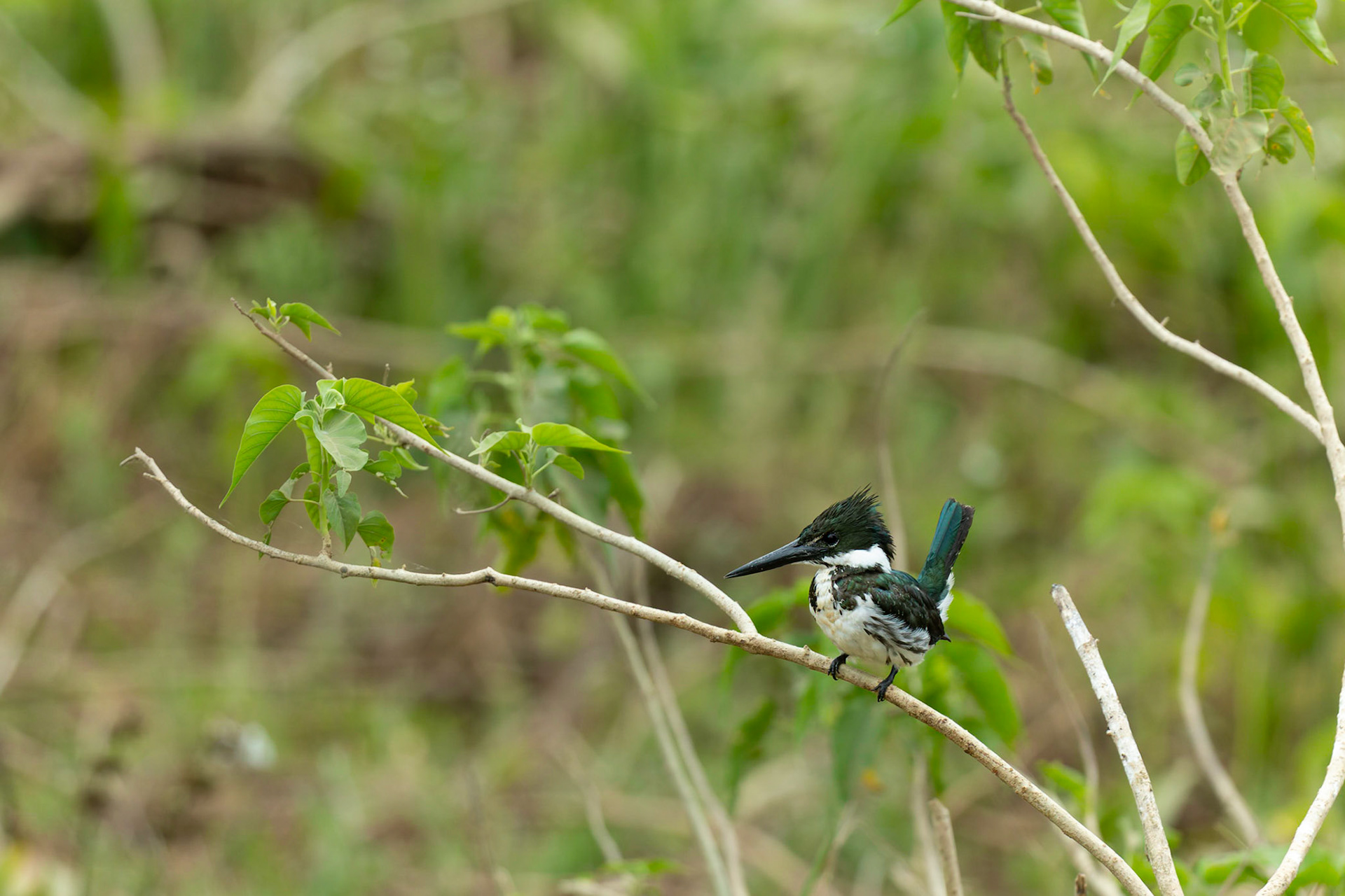 Female Amazon Kingfisher