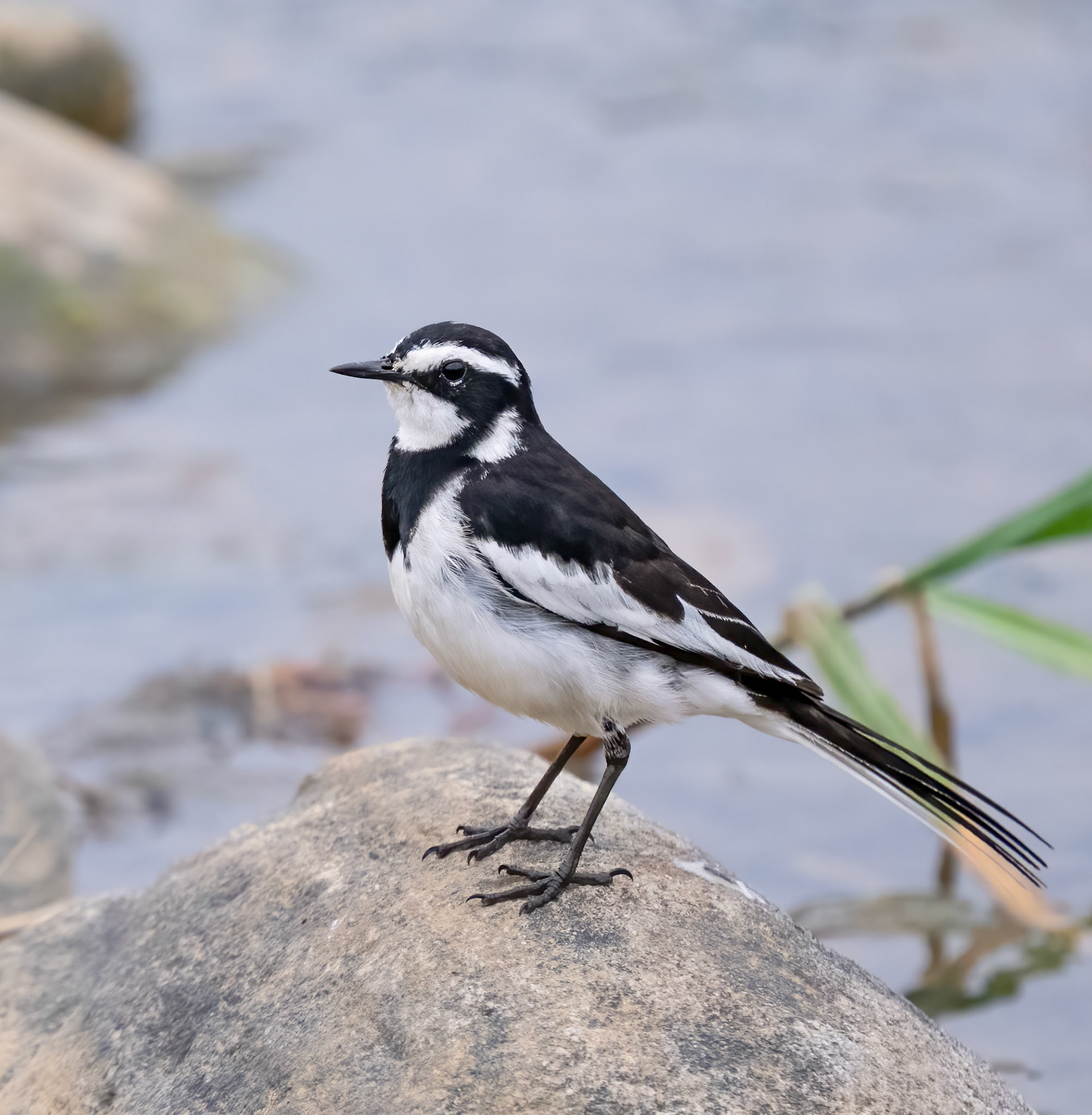 African Pied Wagtail