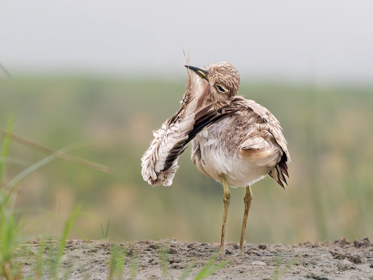 Water Thicknee preening
