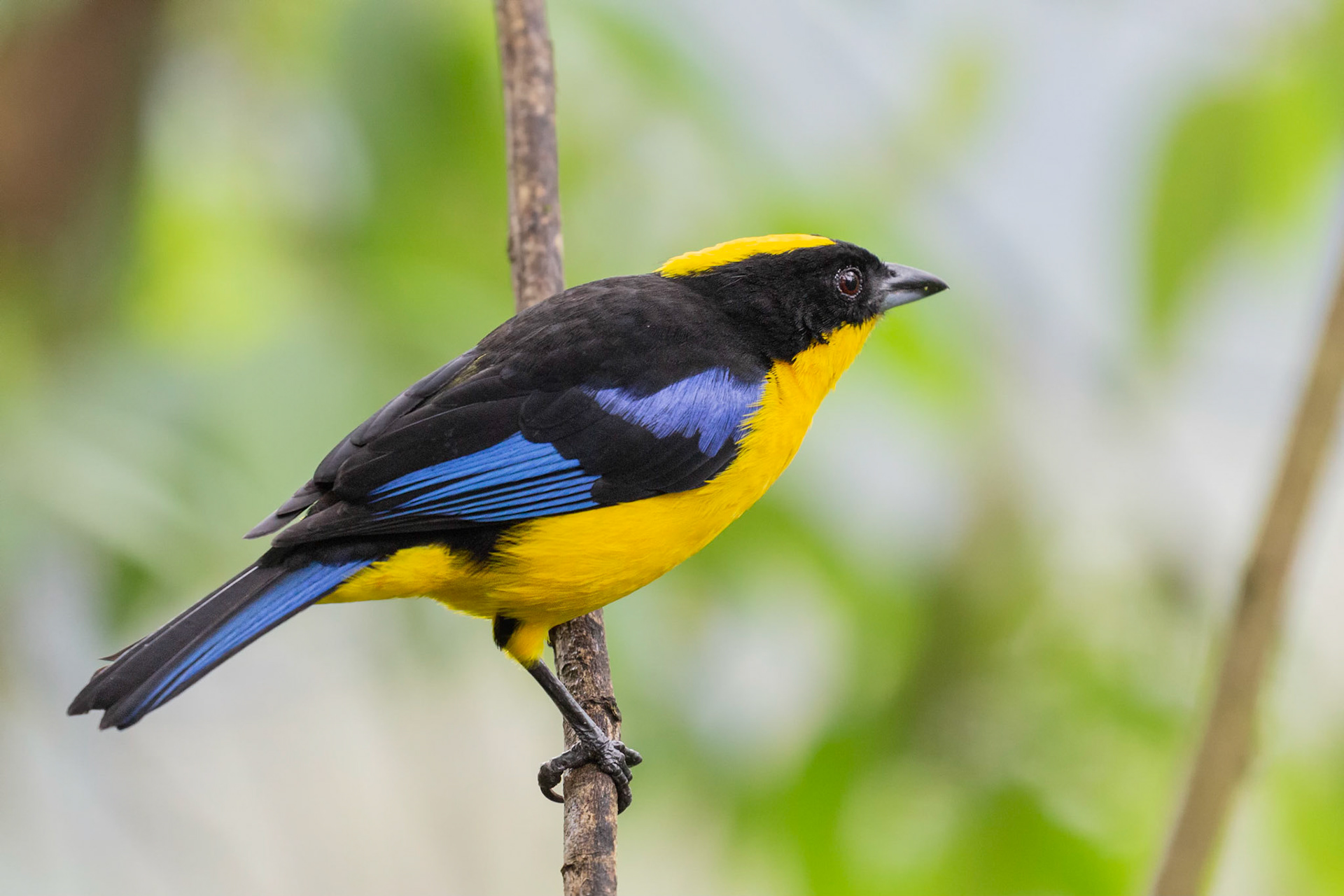 Blue -winged Mountain Tanager