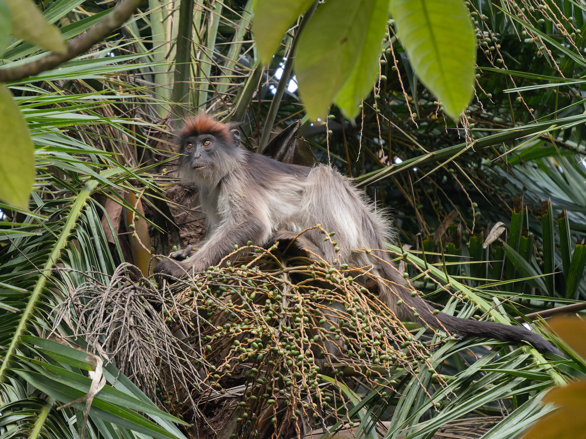 Red Crowned Colobus Monkey