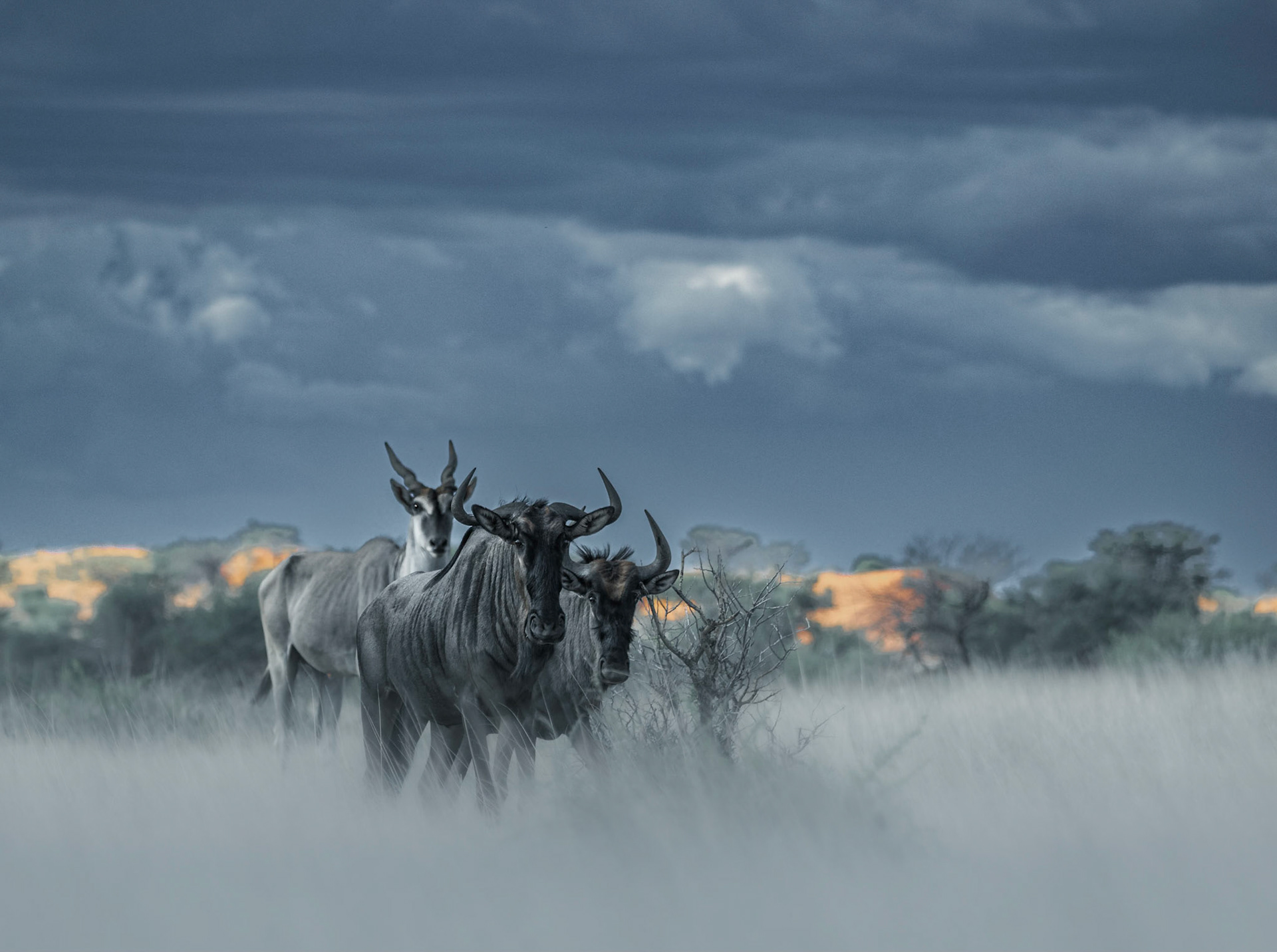 Kudu and Wildebeest