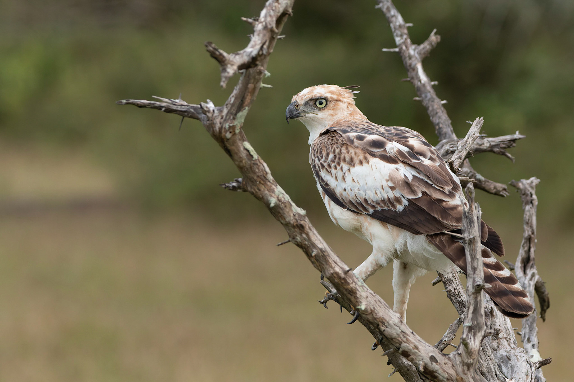 Crested Hawk Eagle
