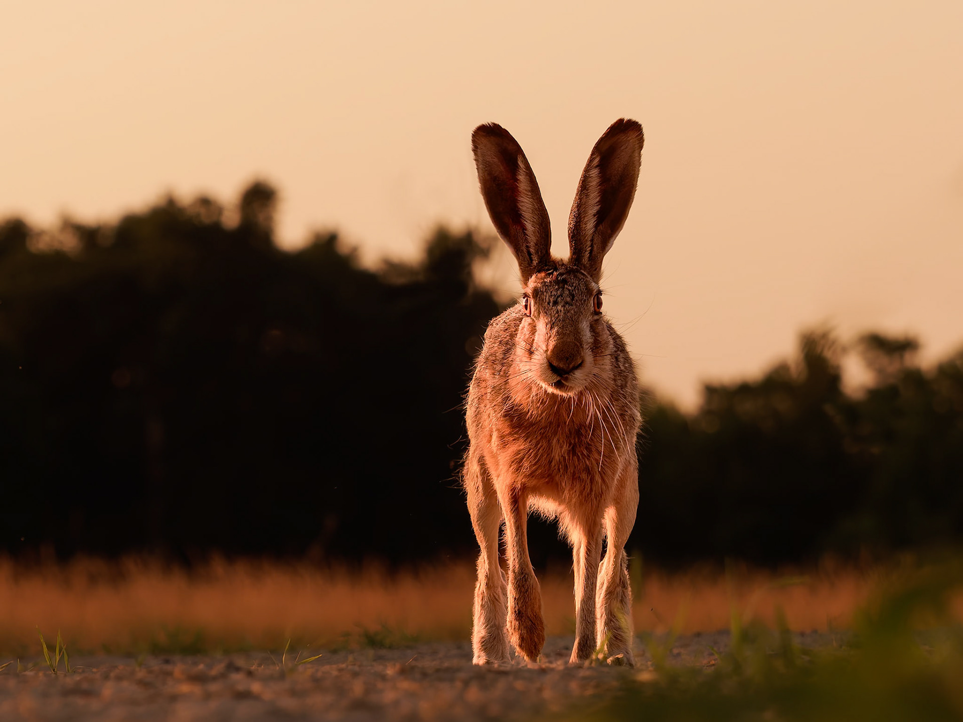 European Hare