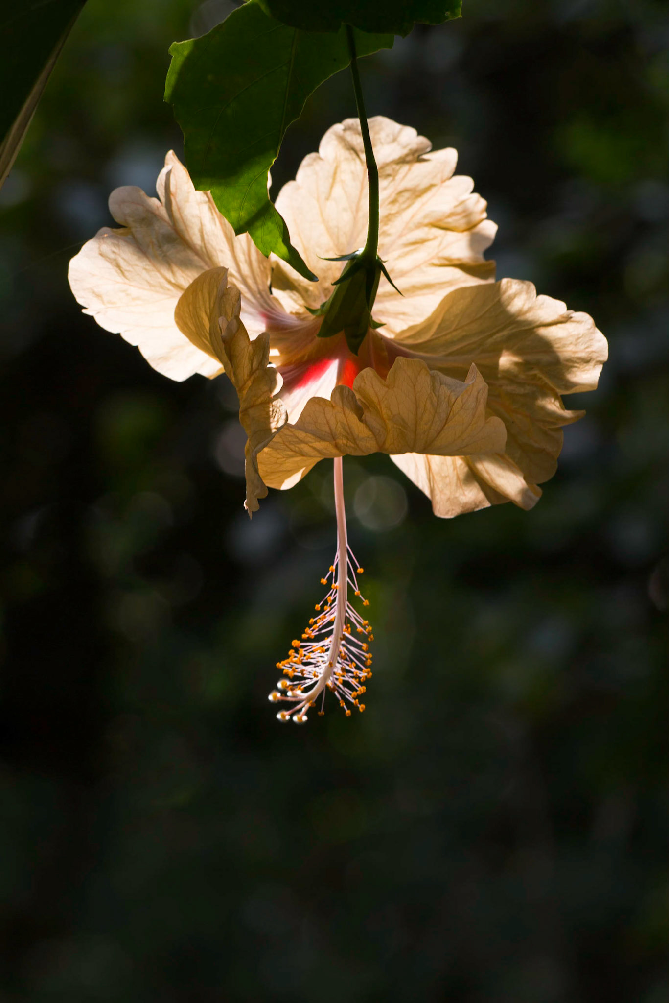Hibiscus in sunlight