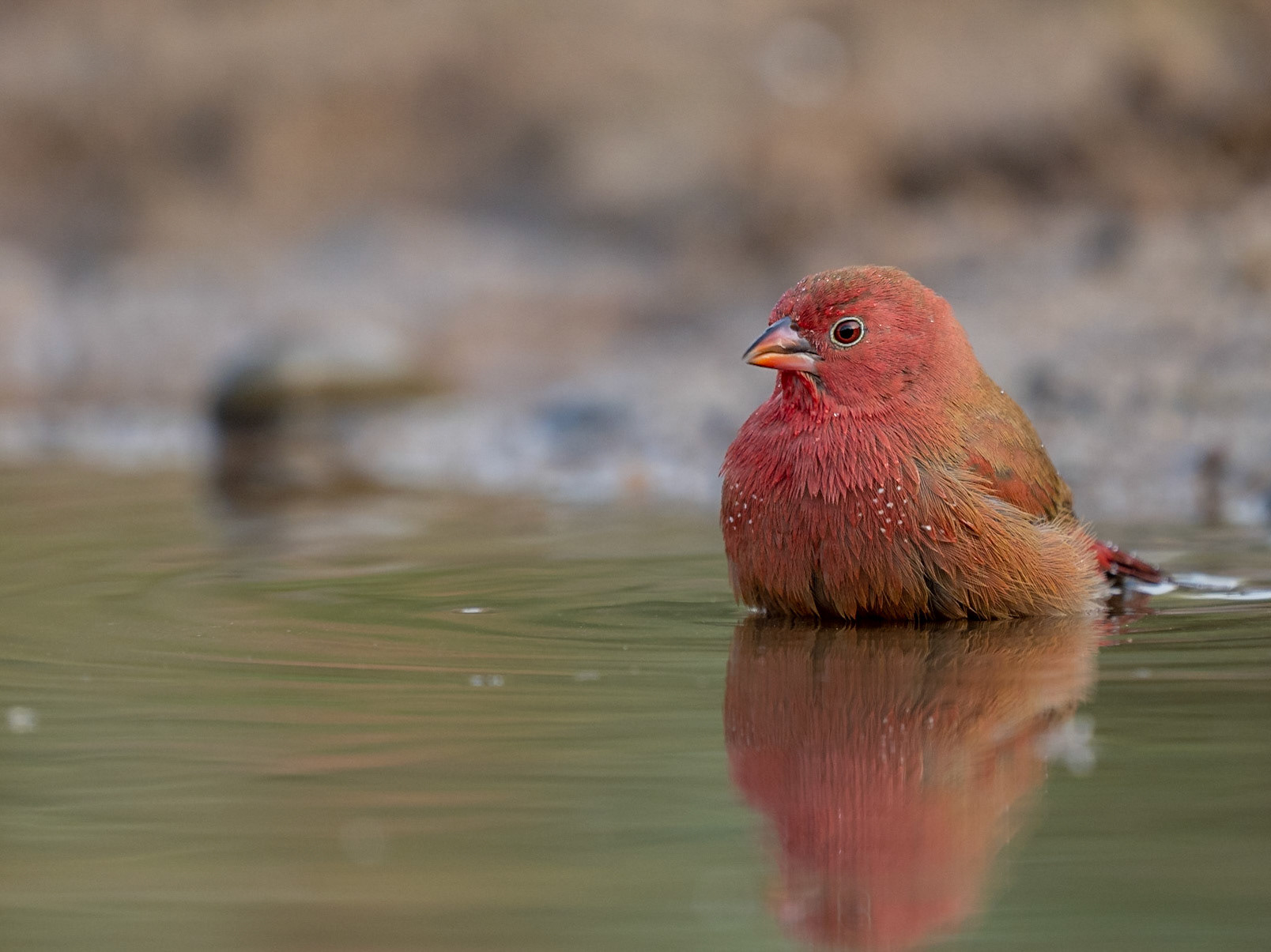 Red-billed Firefinch