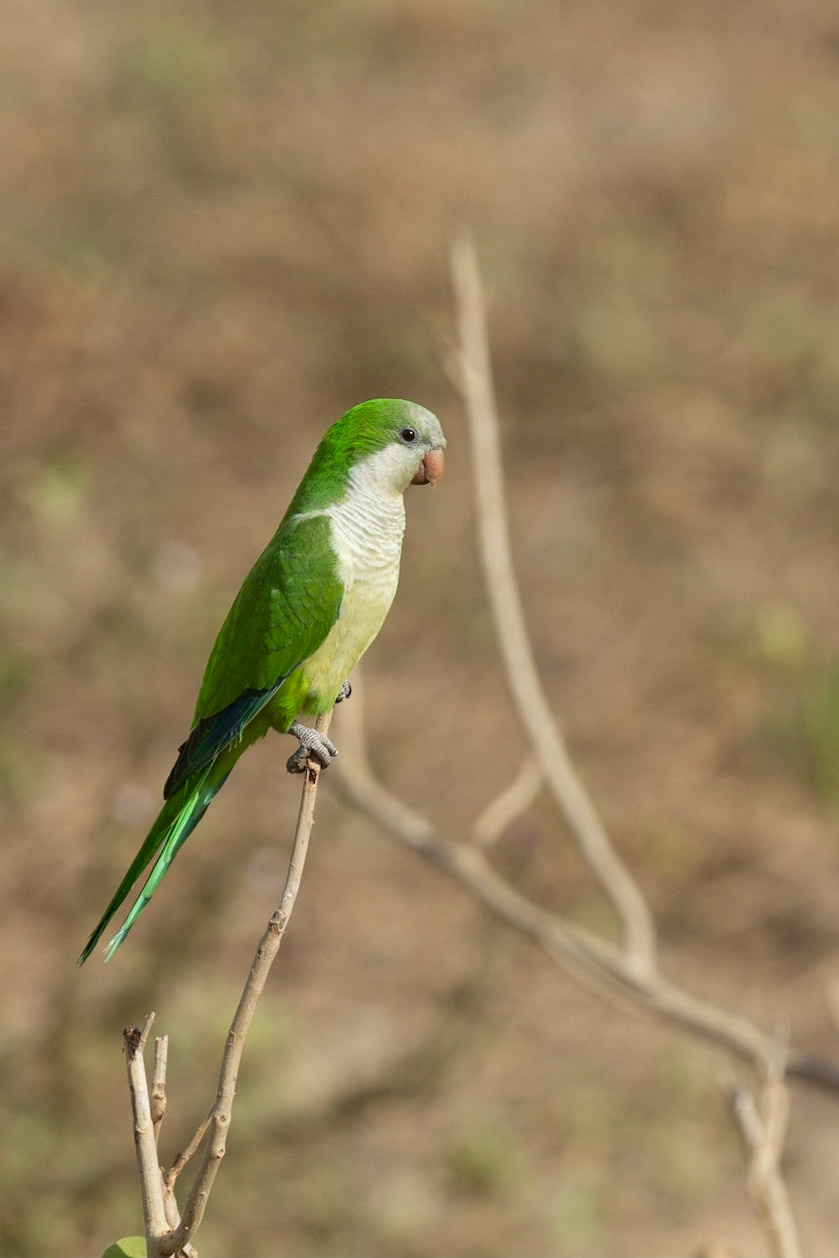 Monk Parakeet