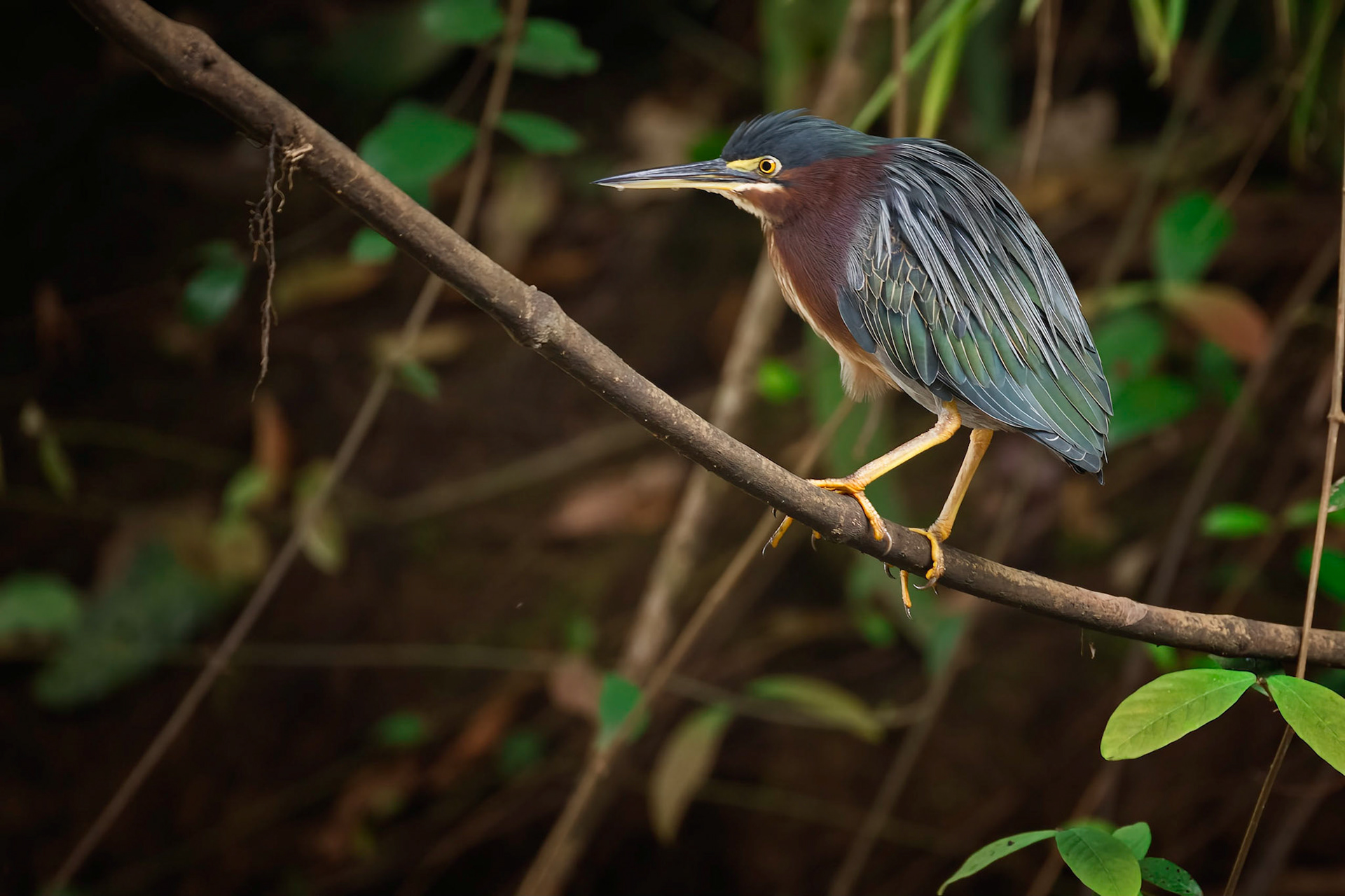Green Heron