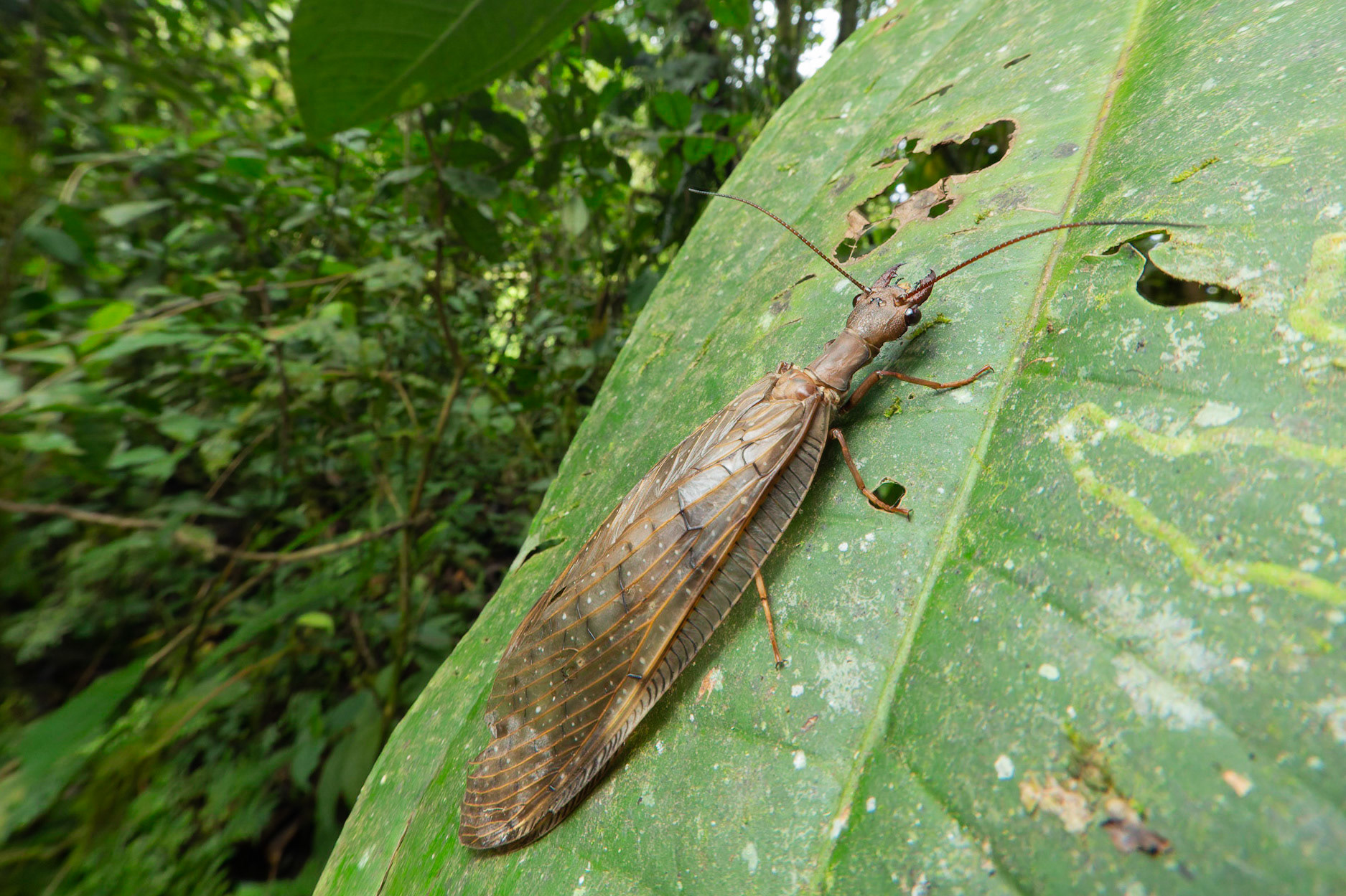 Dobsonfly, female (corydalinae)