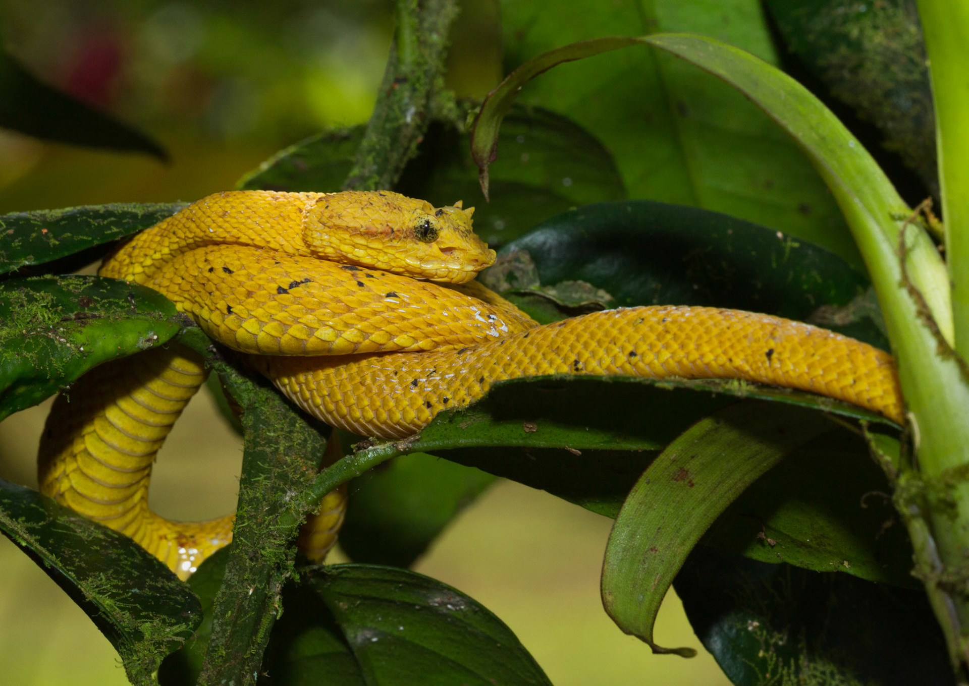 Pit Viper Snake