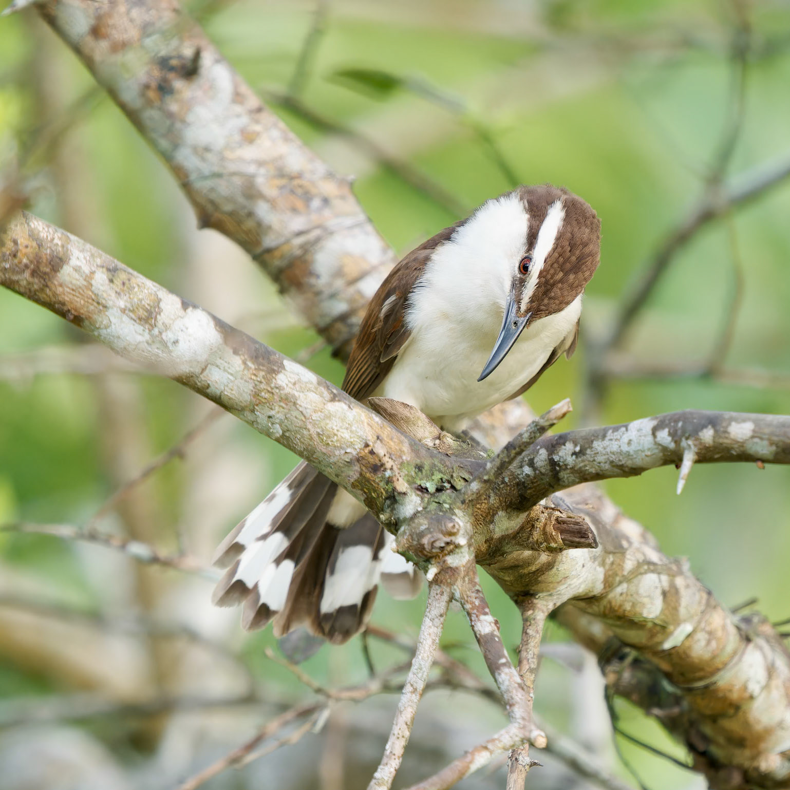 Bicoloured Wren