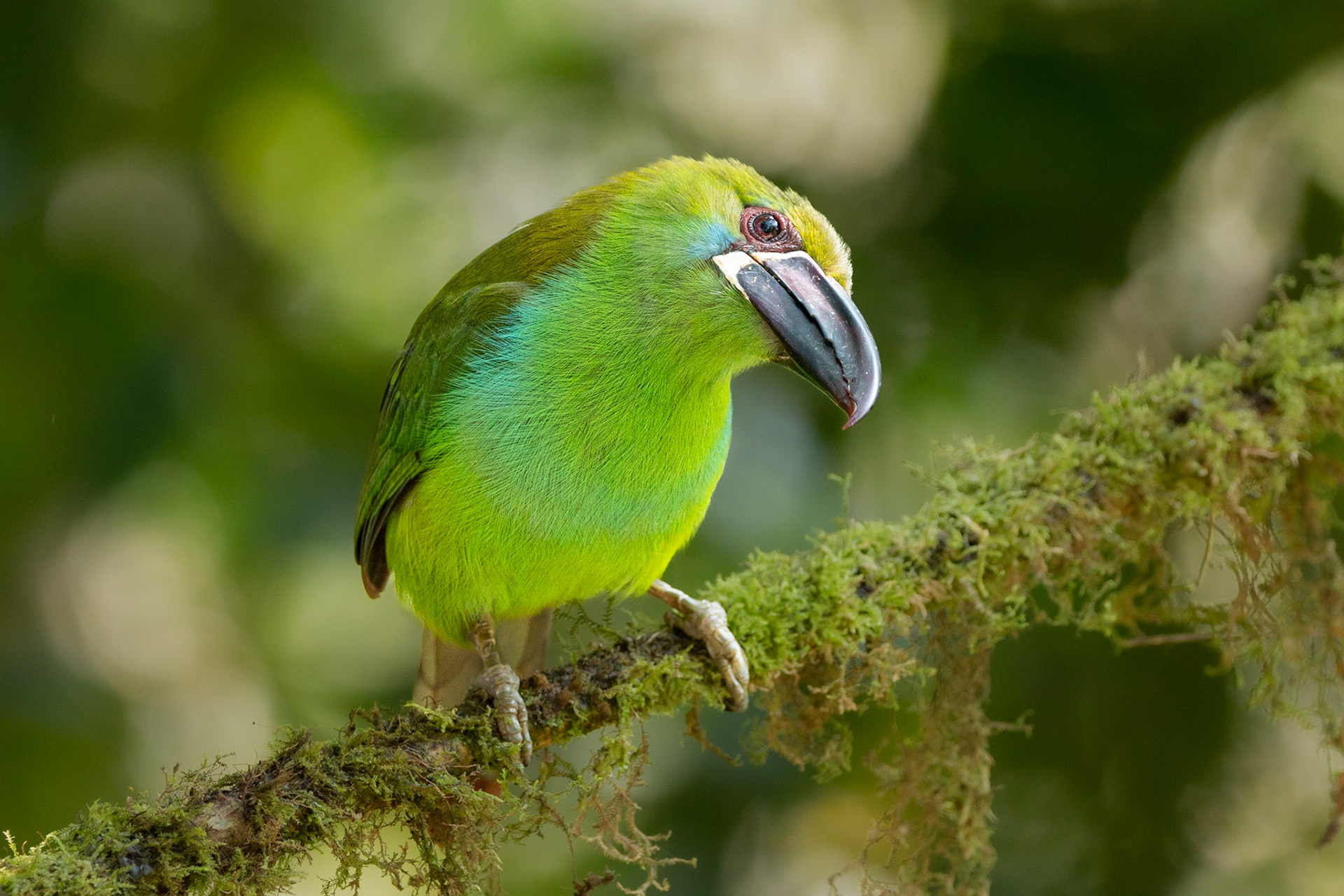 Crimson Rumped Toucanet