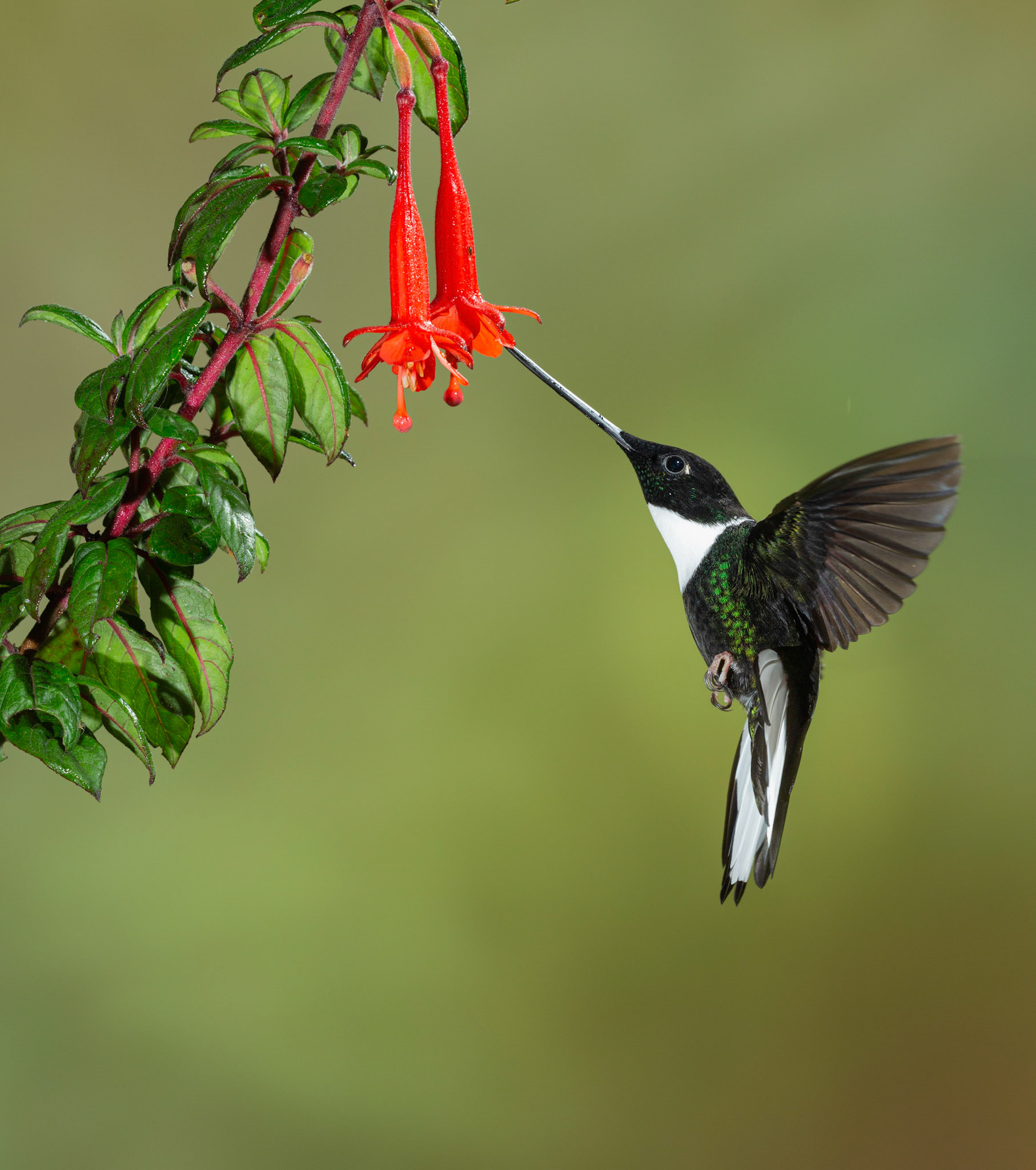 Inca Hummingbird