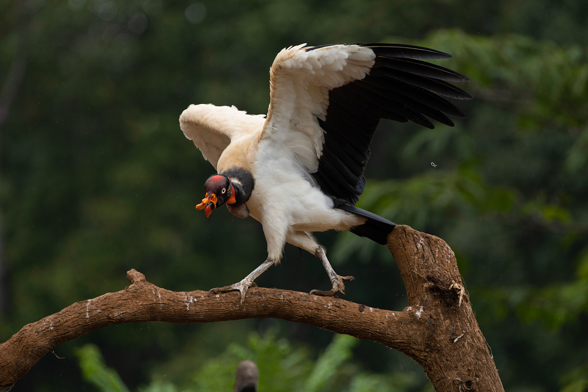 King vulture (Sarcoramphus papa)