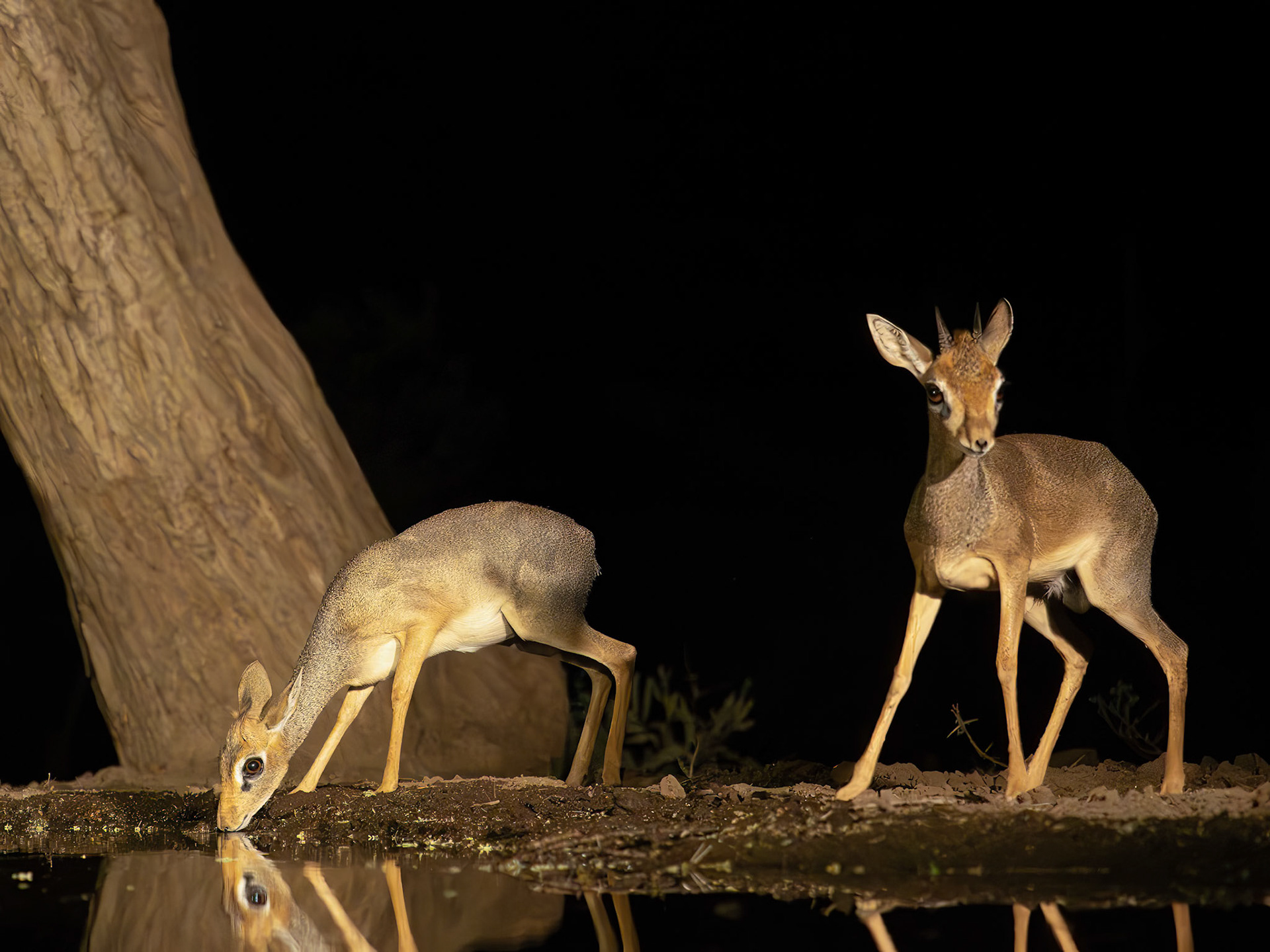 Male and female Dikdik at waterhole