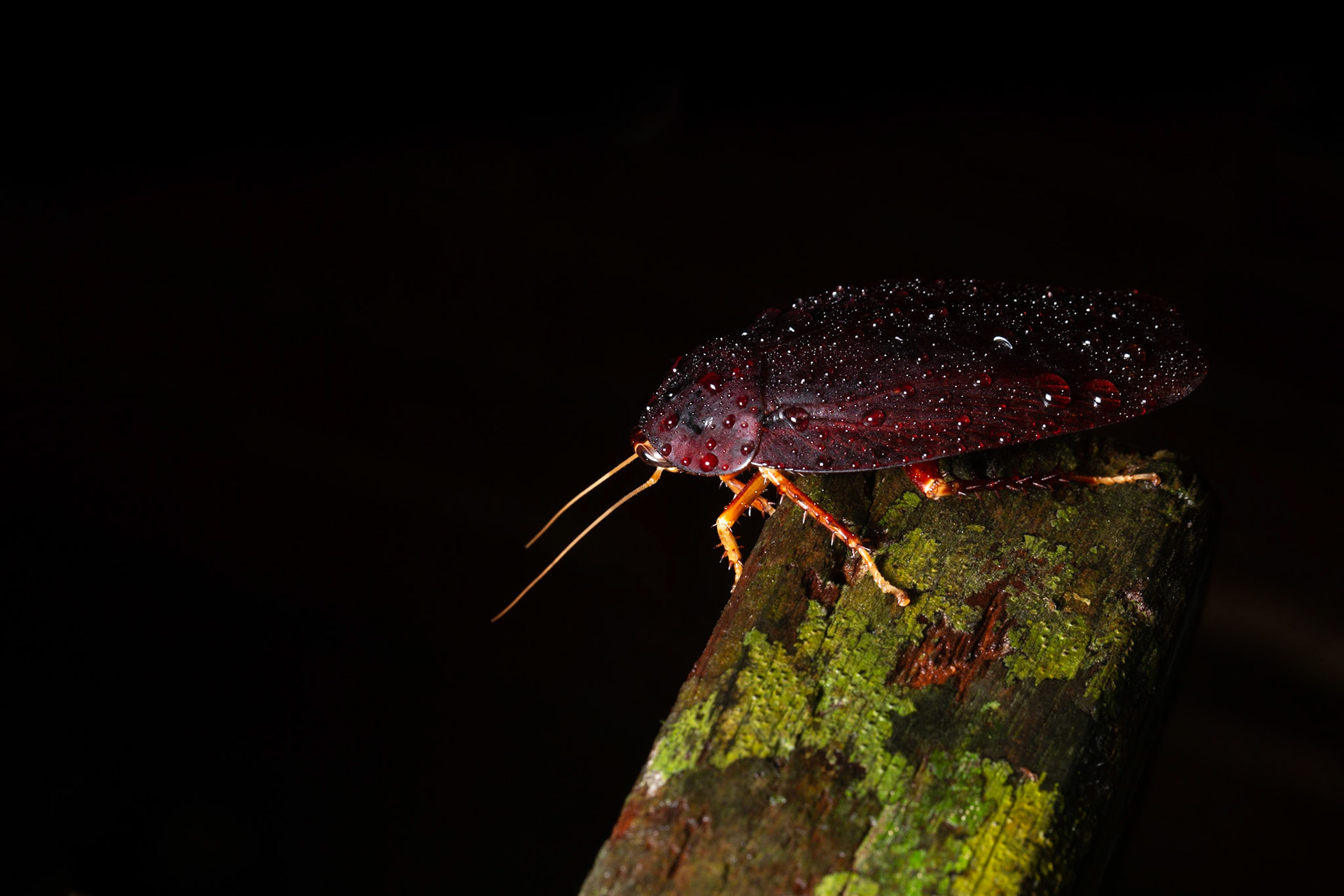 Beetle with rain drops
