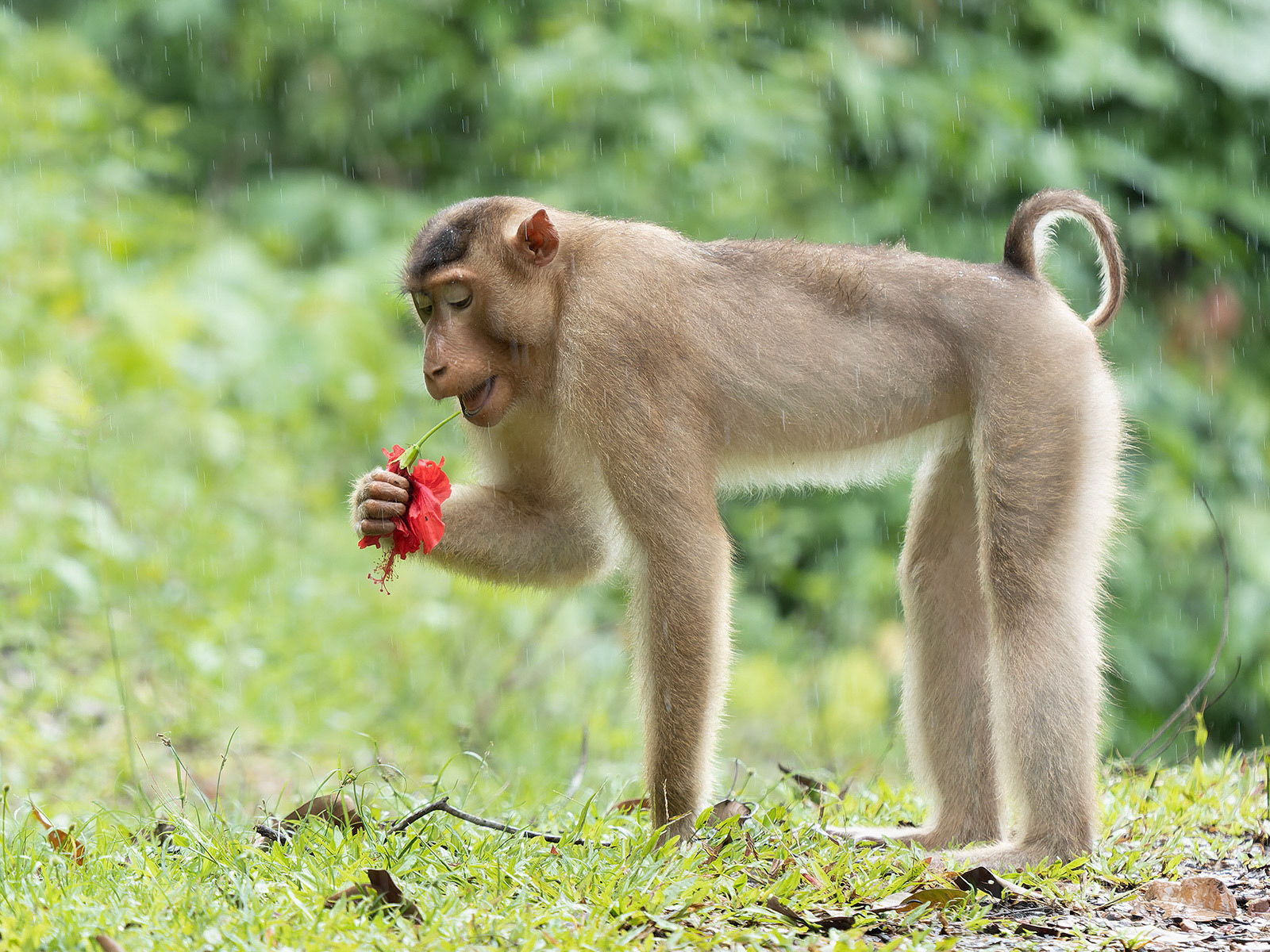 Pig Tailed Macaque eating Hibiscus flower