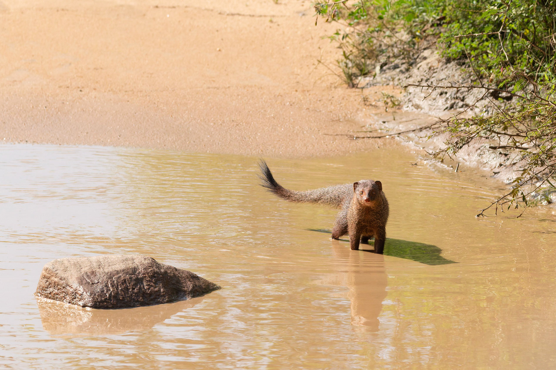 Ruddy Mongoose (Urva smithii)