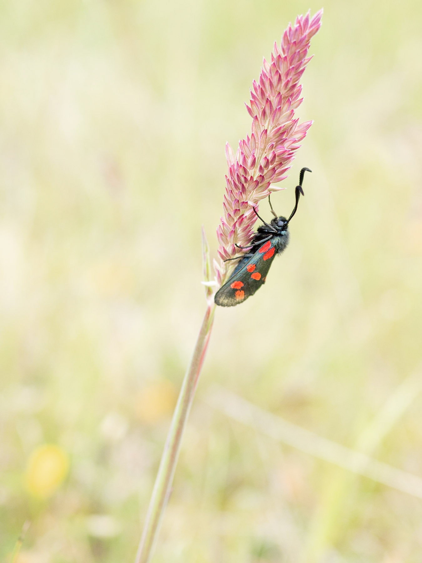 Six Spot Burnet on grass